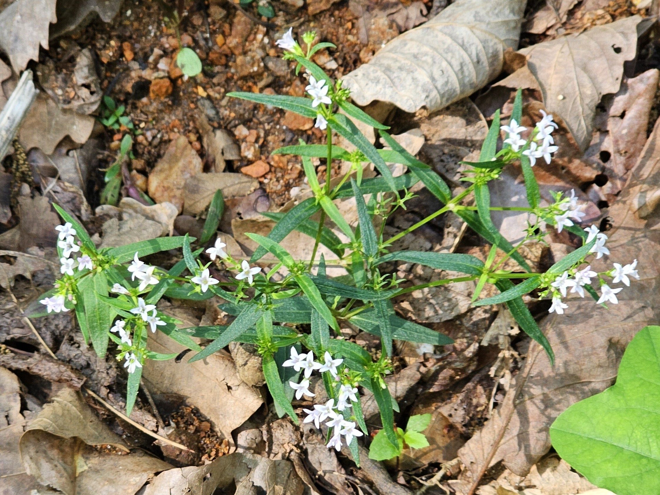 These Long-leaf bluets are still pretty though not as showy as other wildflowers seen today.