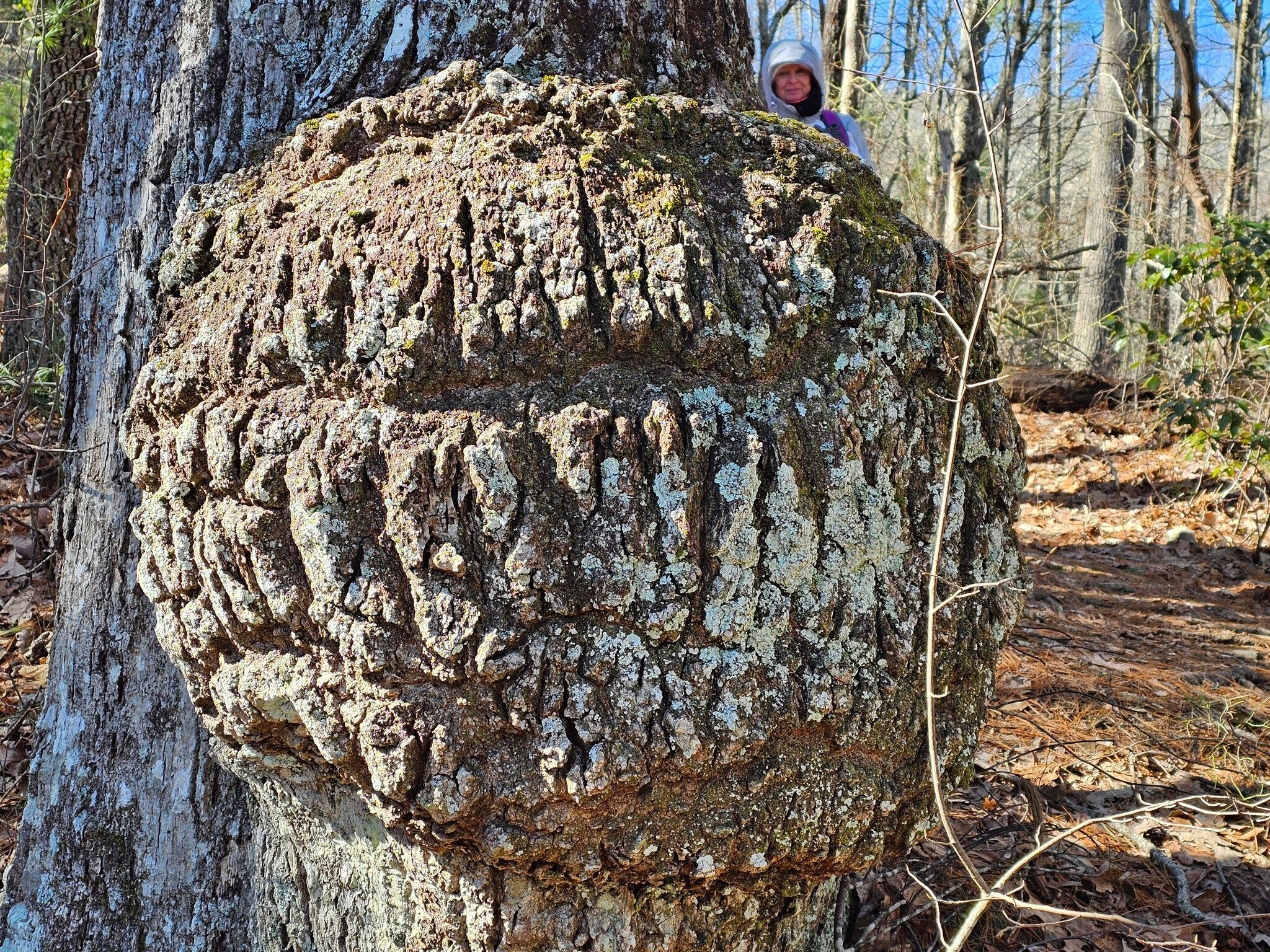 Ken was contemplating how he could make several bowls from this large gall.