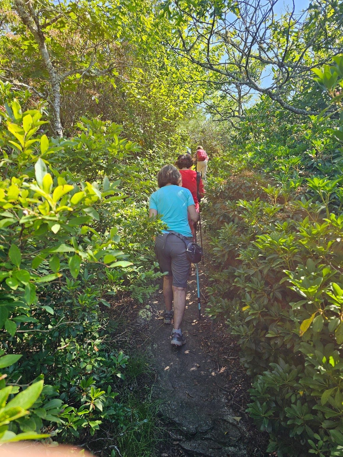 Almost overgrown as we reach the peak.