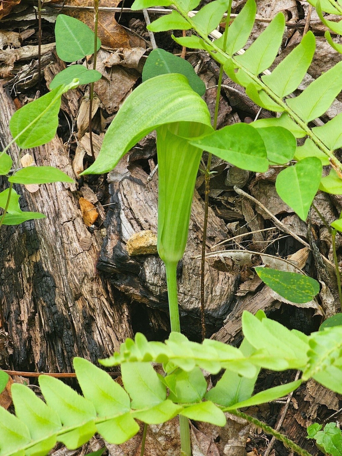 Just a couple of these Jack-in-the-pulpits found by Kim Johnson.