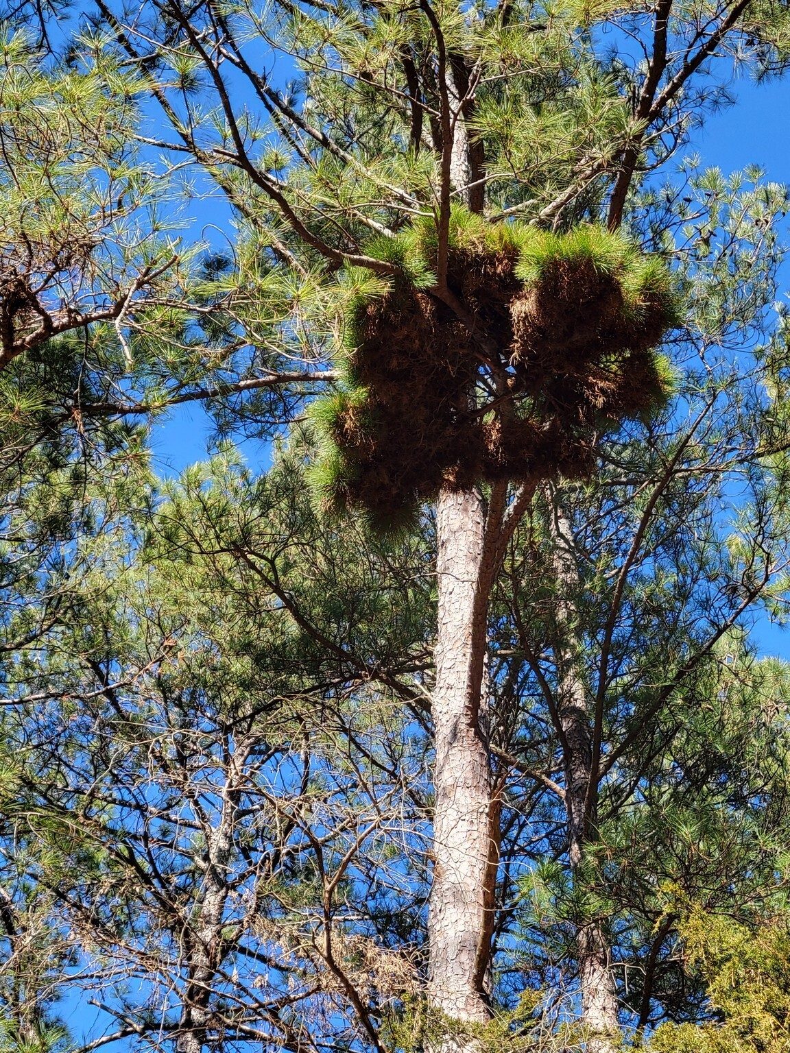 Jenny snapped this  picture of what we think might be Pine Witches' Broom Phytoplasma Phytoplasma???