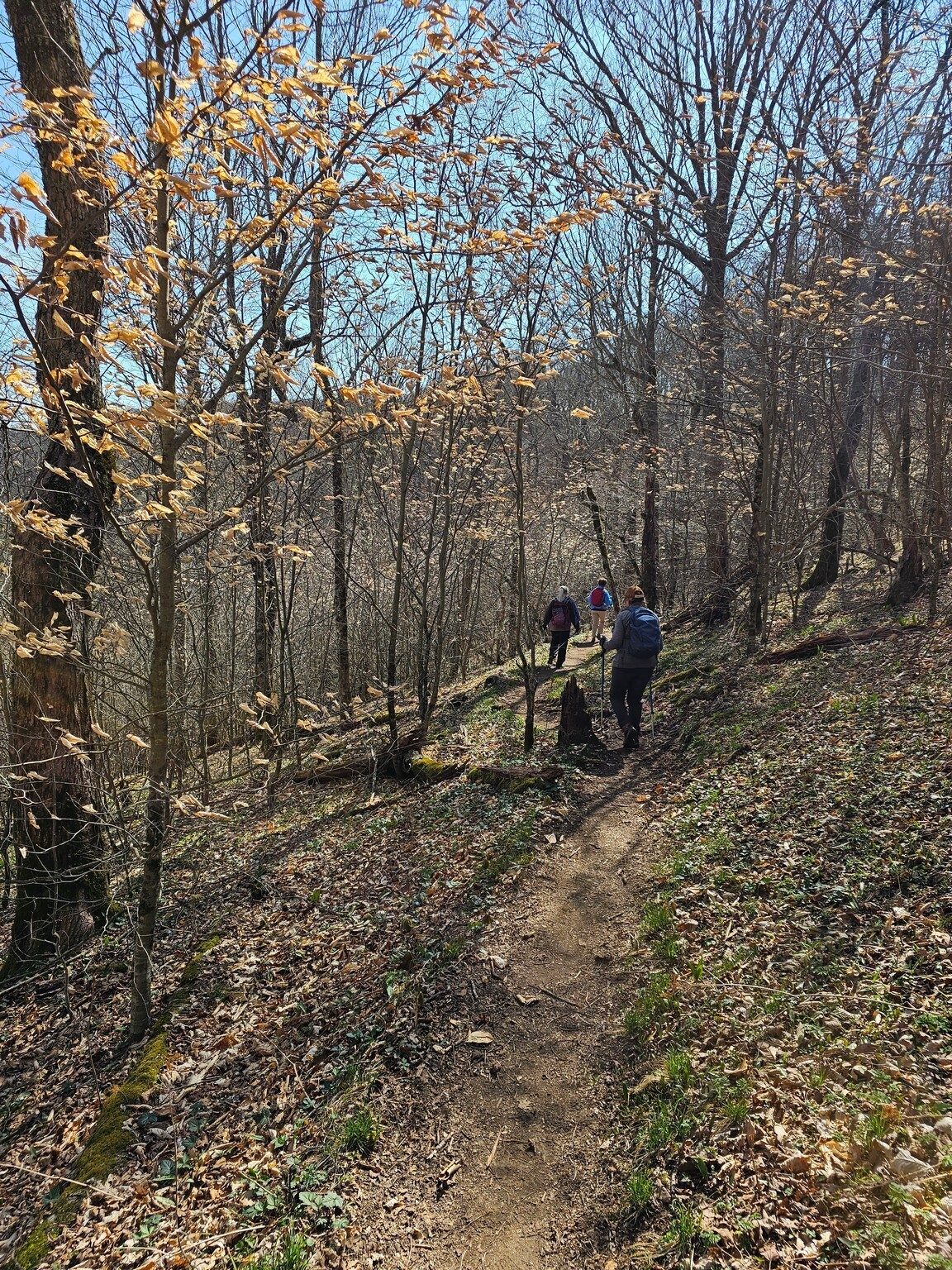 Lots of my favorite, American beech, trees in this section of the AT.