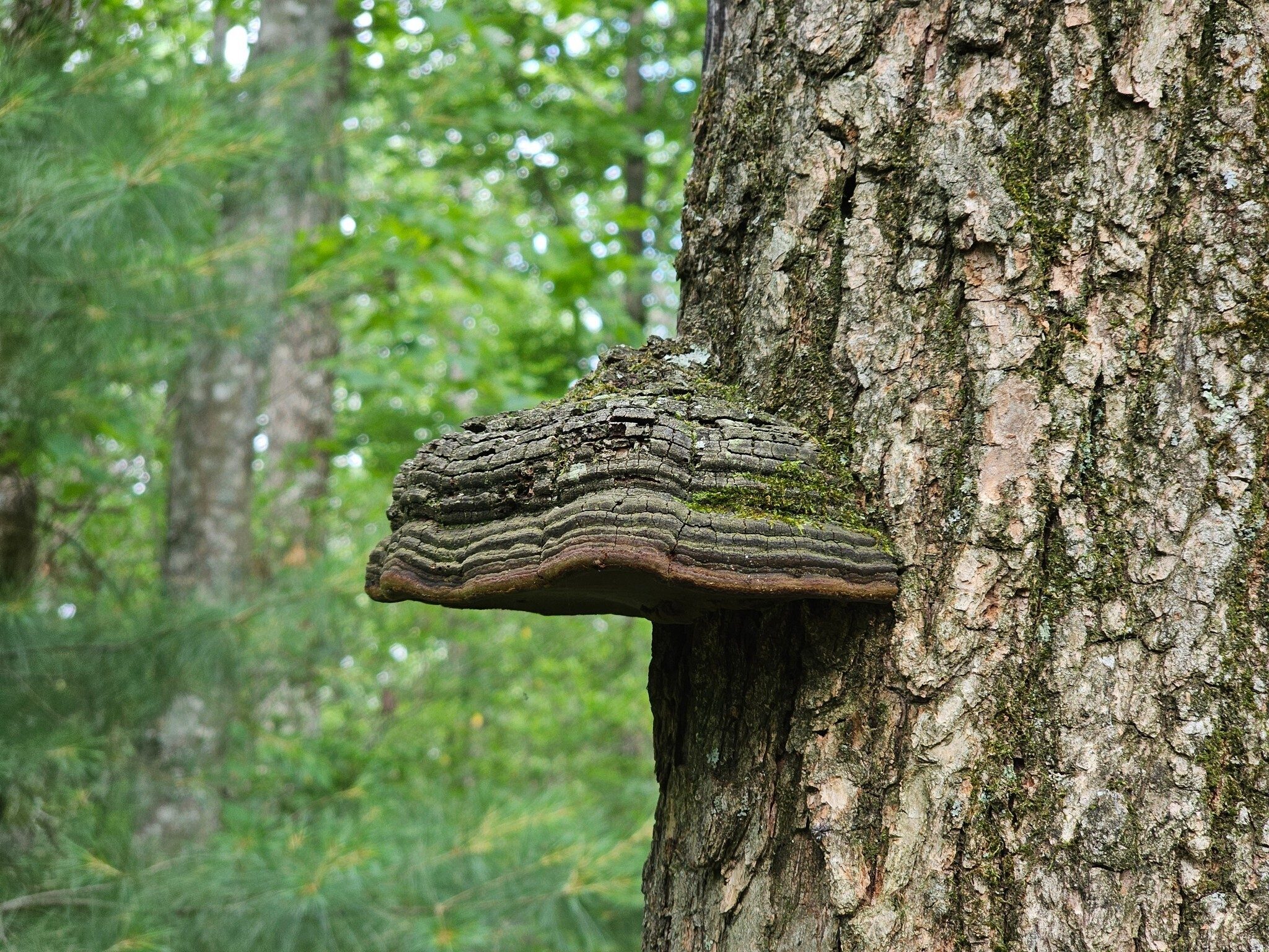 A very interesting, but "crusty" "Hoof fungus" seen along the trail.