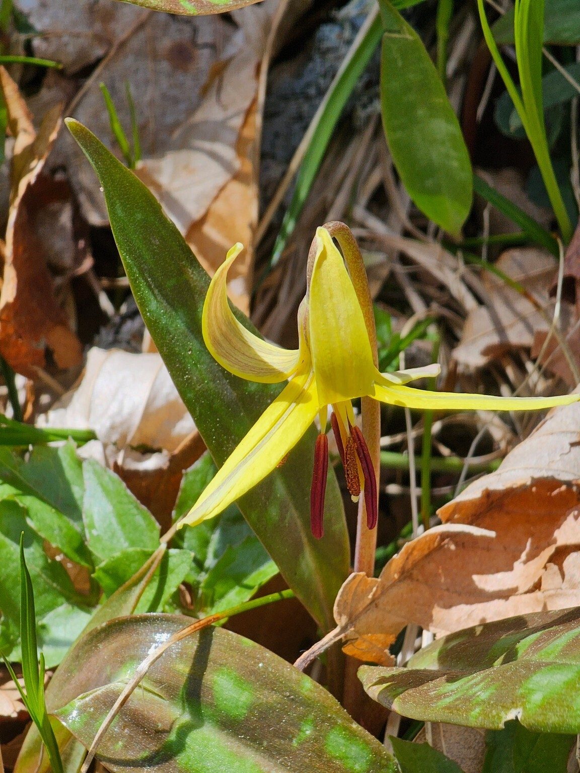 Just a few of these Trout lilies in bloom, but the trailside was covered with these wildflowers.
