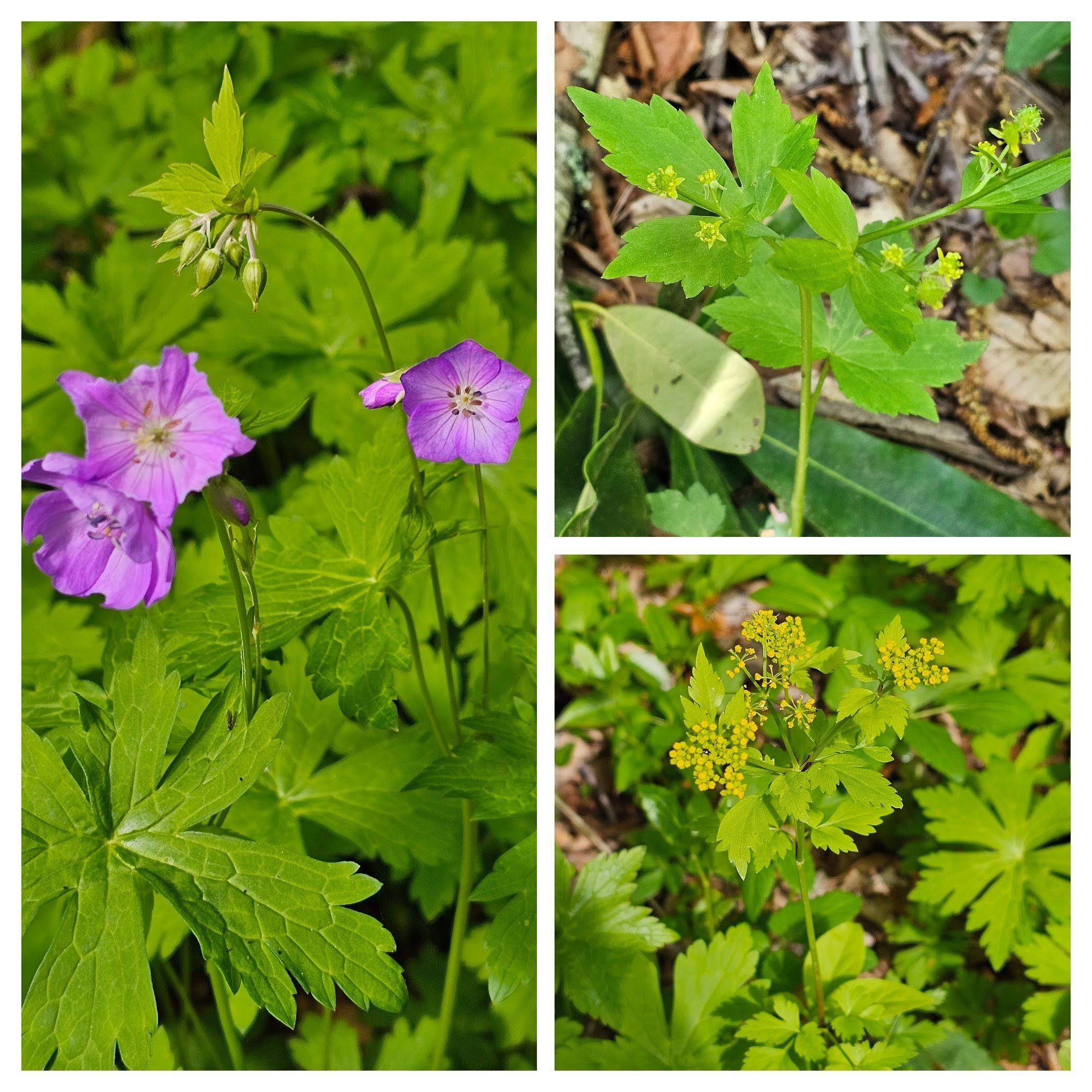 So many wildflowers today. Left clockwise: Wild geranium, Blisterwort & Bearded meadow parsnip.