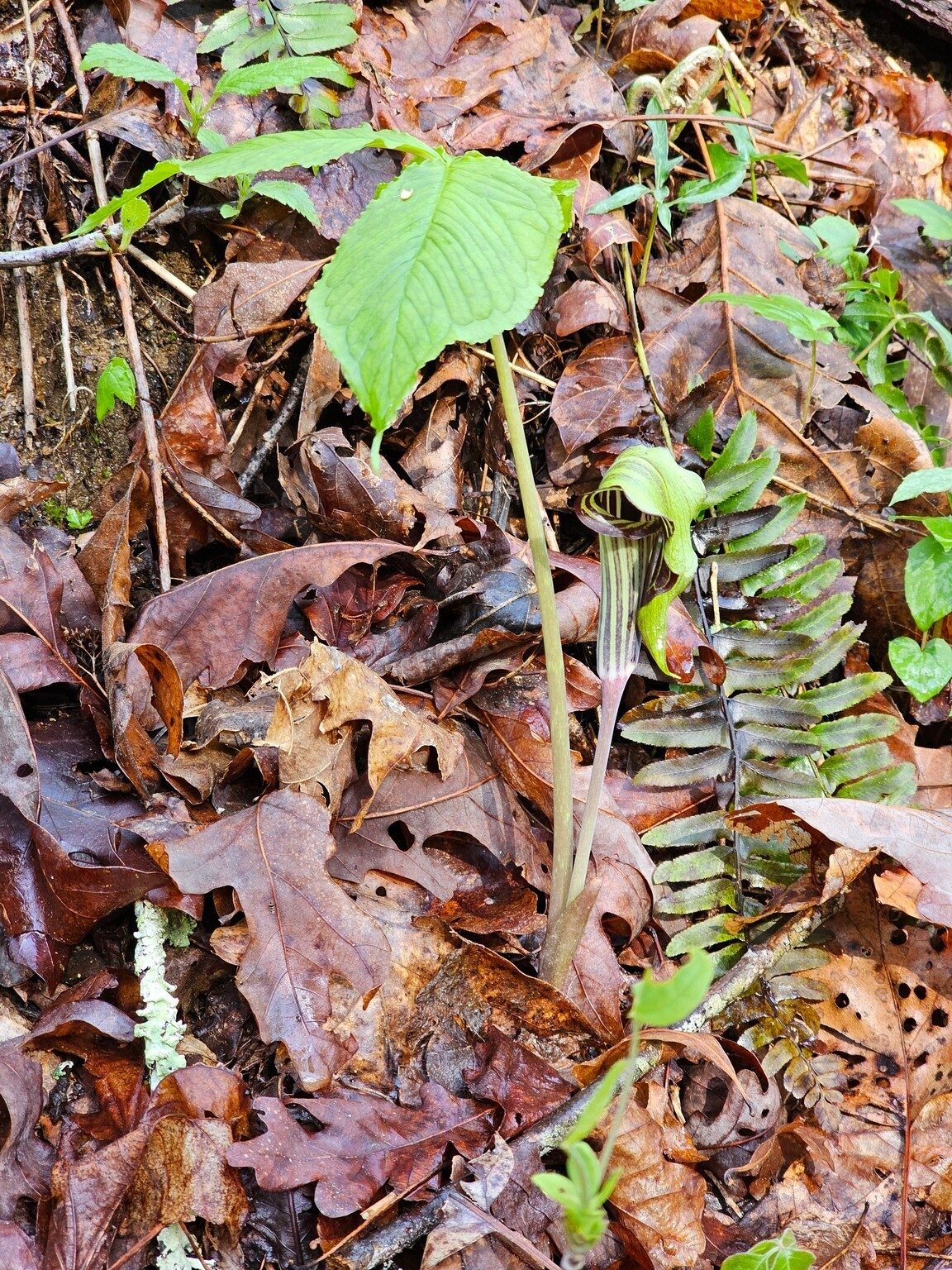Perhaps the find of the day, Jack-in-the Pulpit.