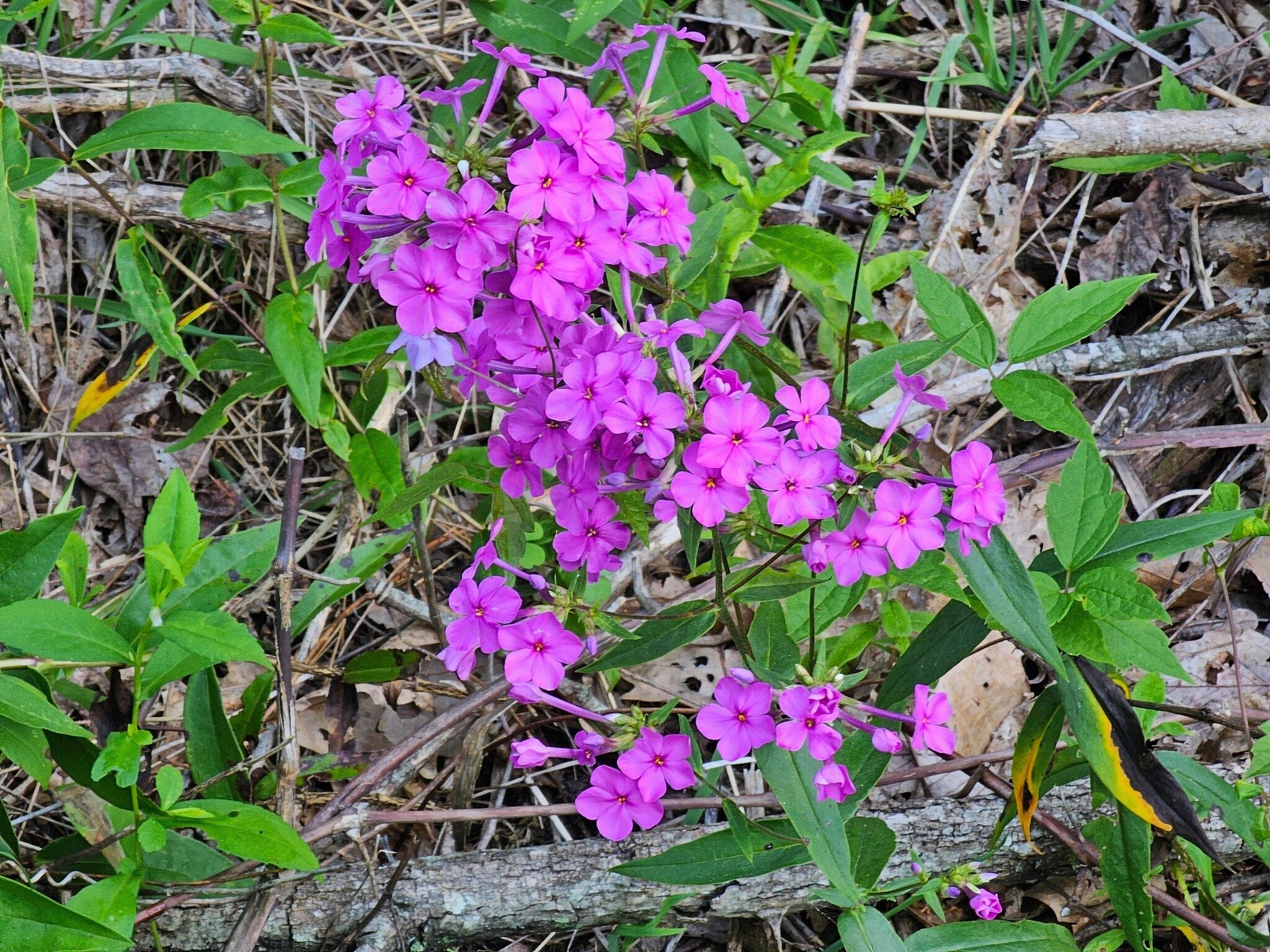 Some Phlox on the roadside at the trailhead.