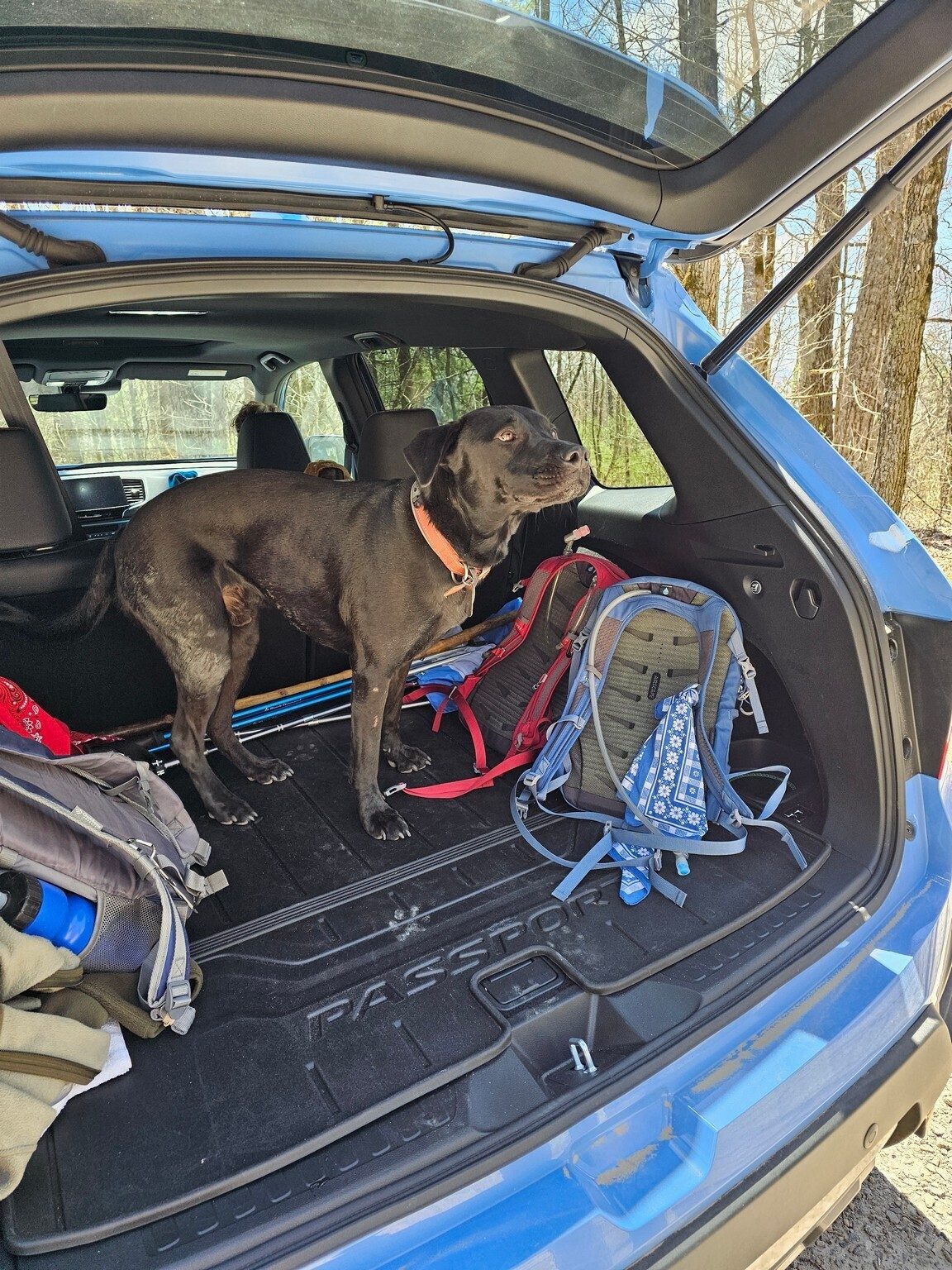Toby is ready to head home after this hike. Good job...4-legged and 2-legged hikers!!