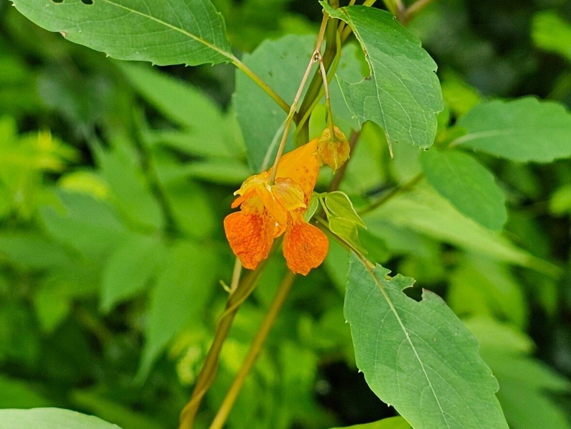 Don't forget the Jewelweed.