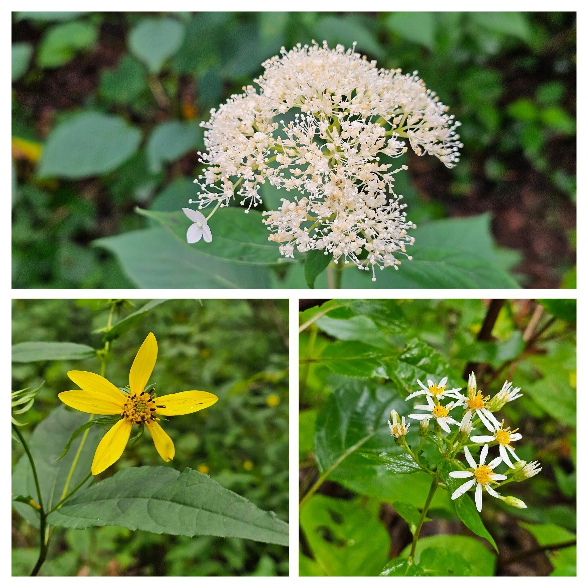 A few late season wildflowers of interest.