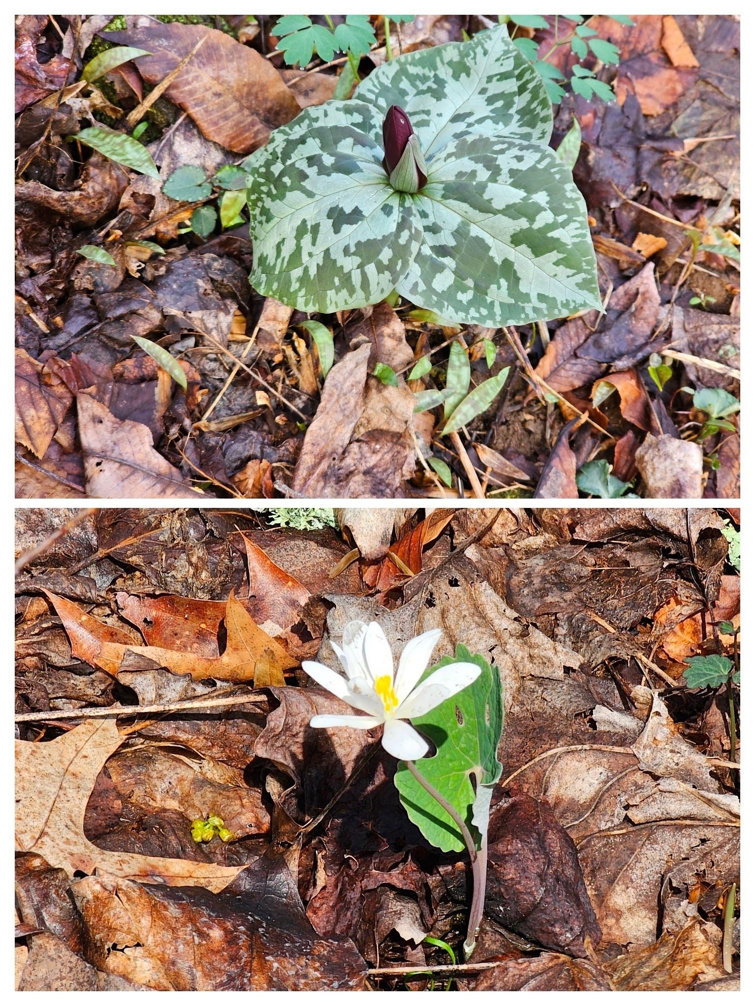 There were a few Toadshade Trillium and Bloodroot in bloom, but that was about it!.