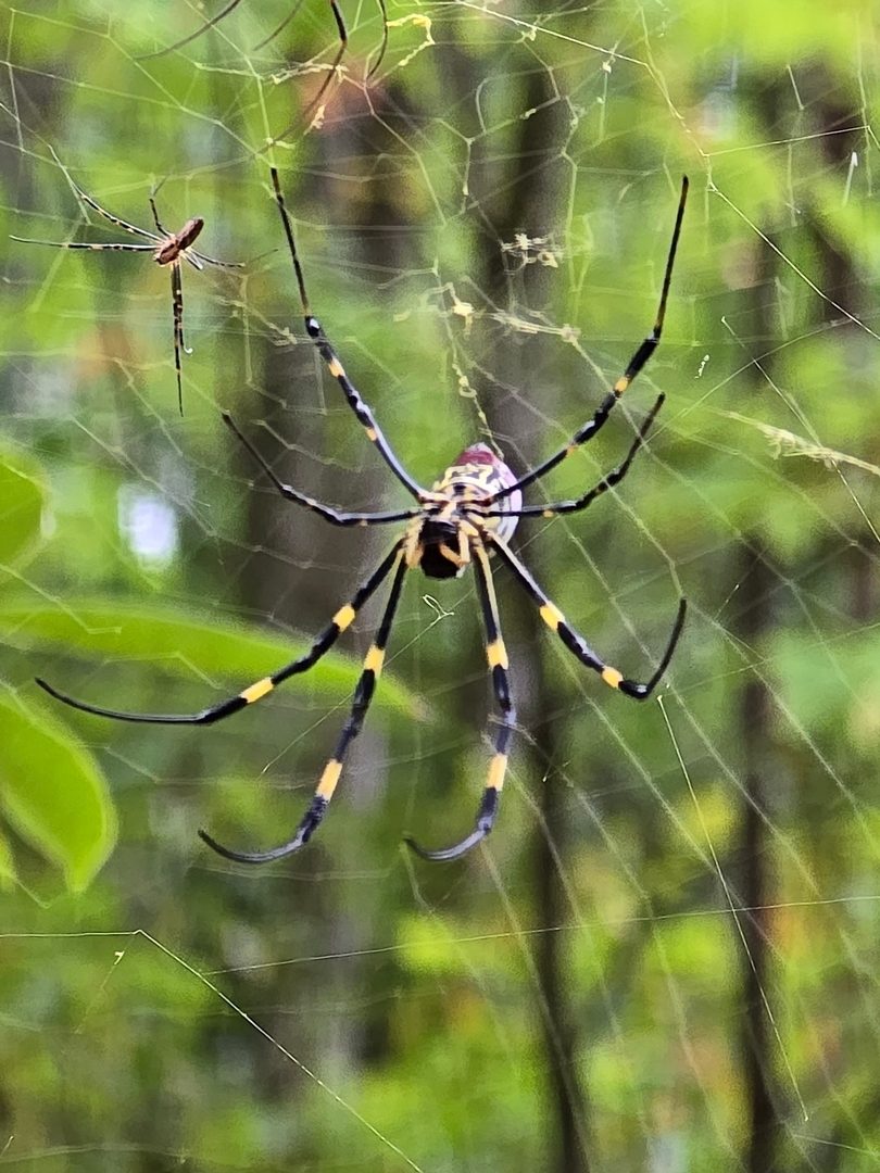 Jane Voss sems to have taken a liking to this, one of many, Jorro Spiders.