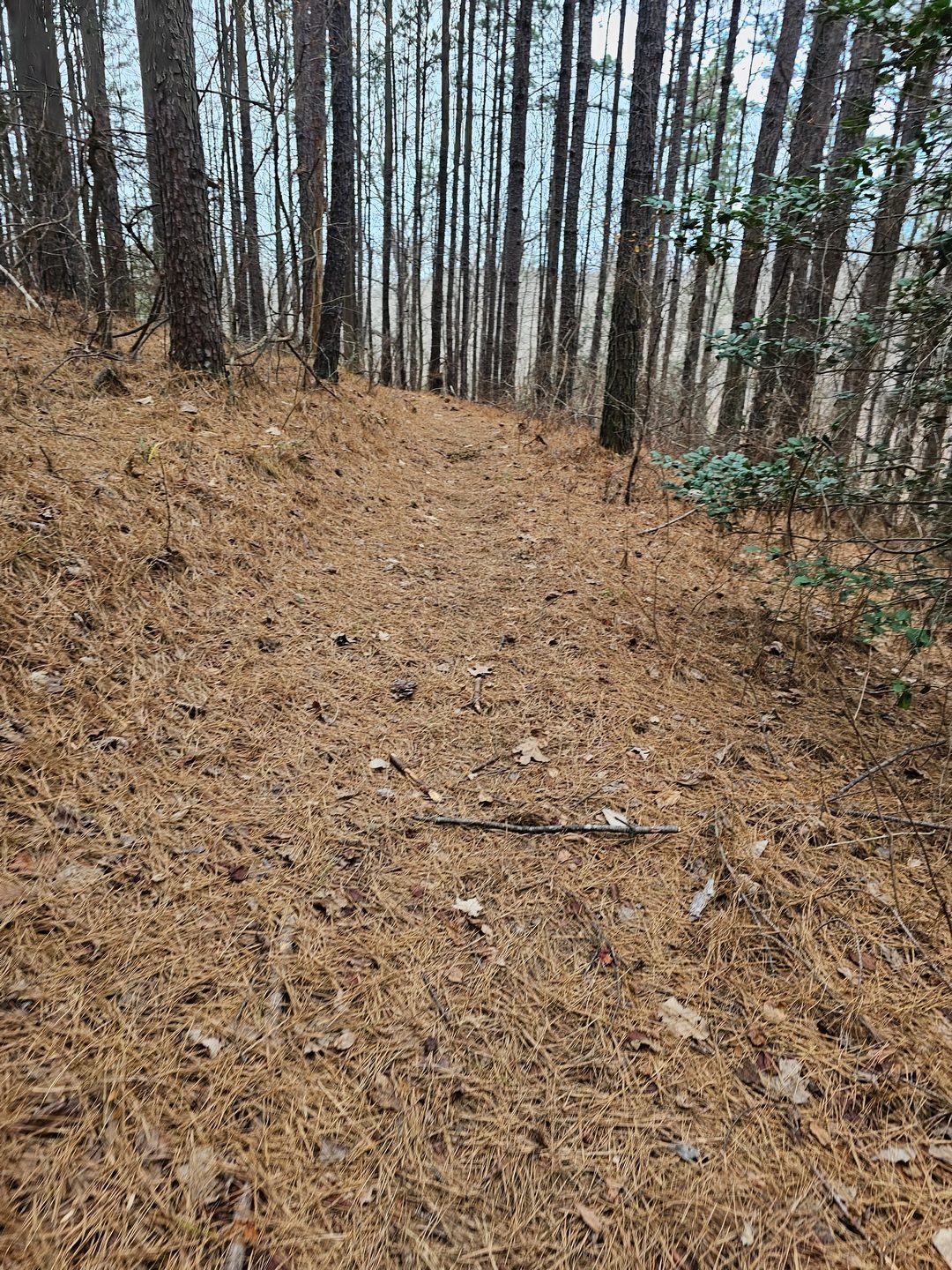 Gotta love those soft pine straw trail beds.