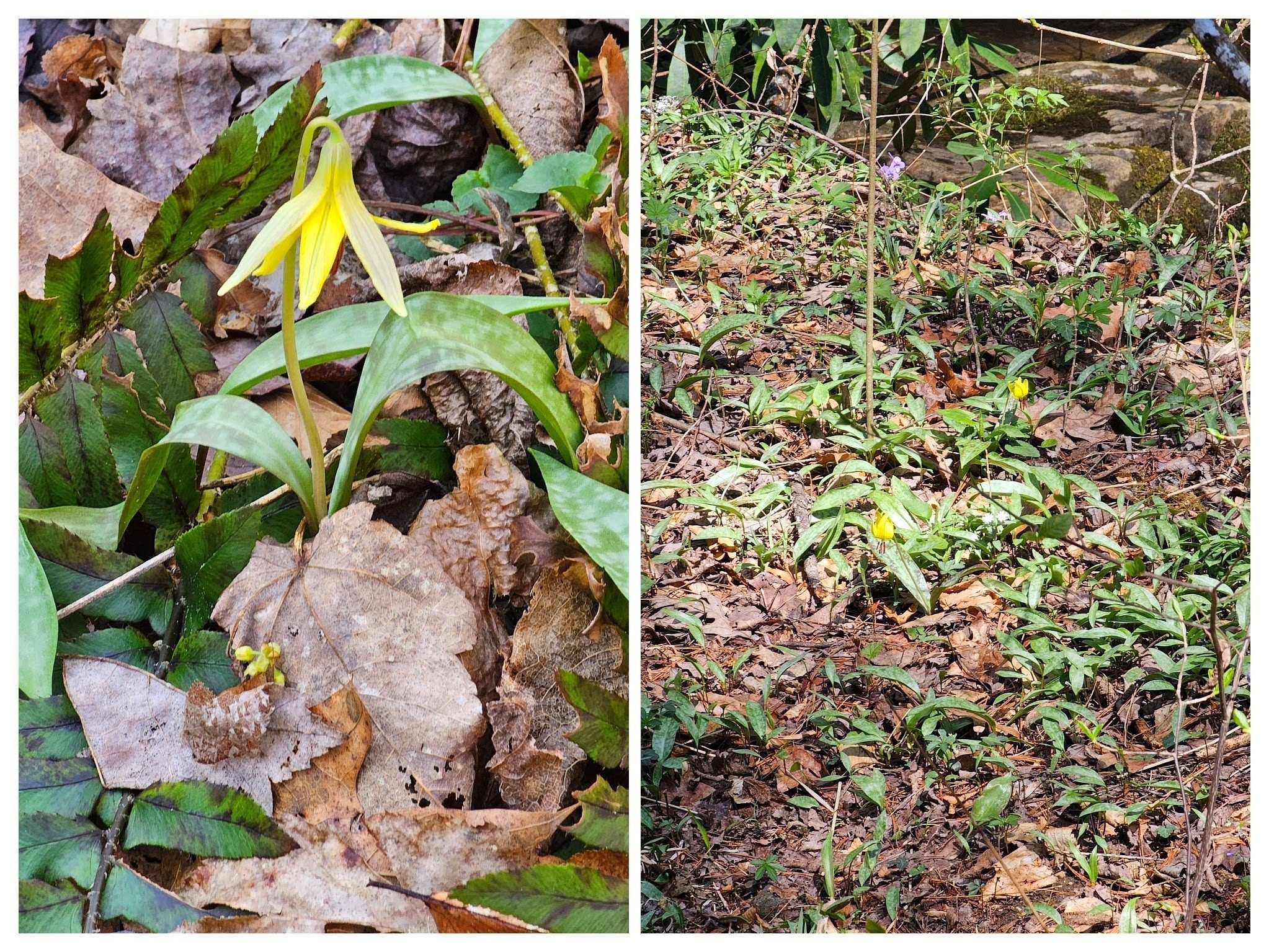 We were getting worried, but Vic spotted this single Trout lily and then Rich spotted a few more on the creek bank.