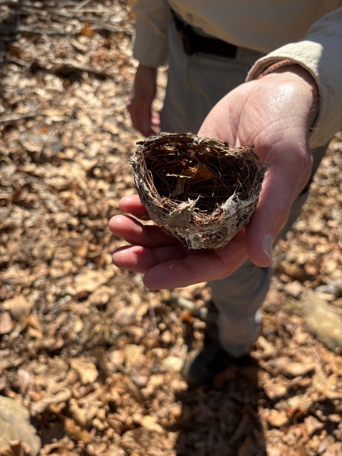 Heather found this very small and neatly made bird's nest lying in the trail.  Bird type anyone???