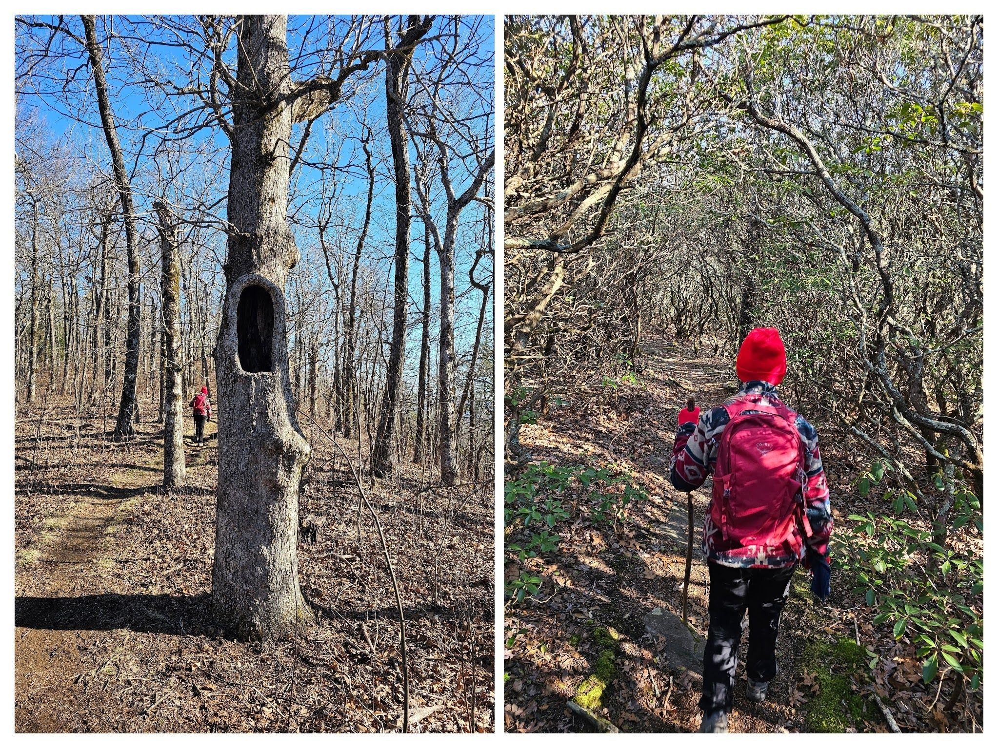 Heading down the trail we pass by this interesting tree and then through a Mountain Laurel tunnel.
