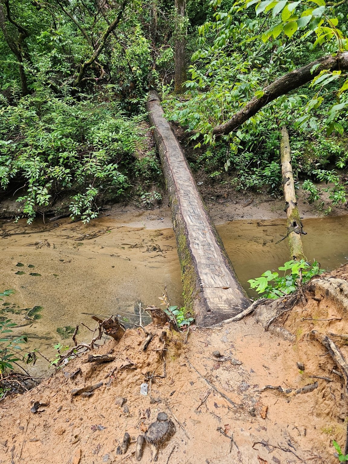 While the constructed bridge over Dicks Creek is gone, someone has shaved a nice, 12-inch wide path on this log crossing.