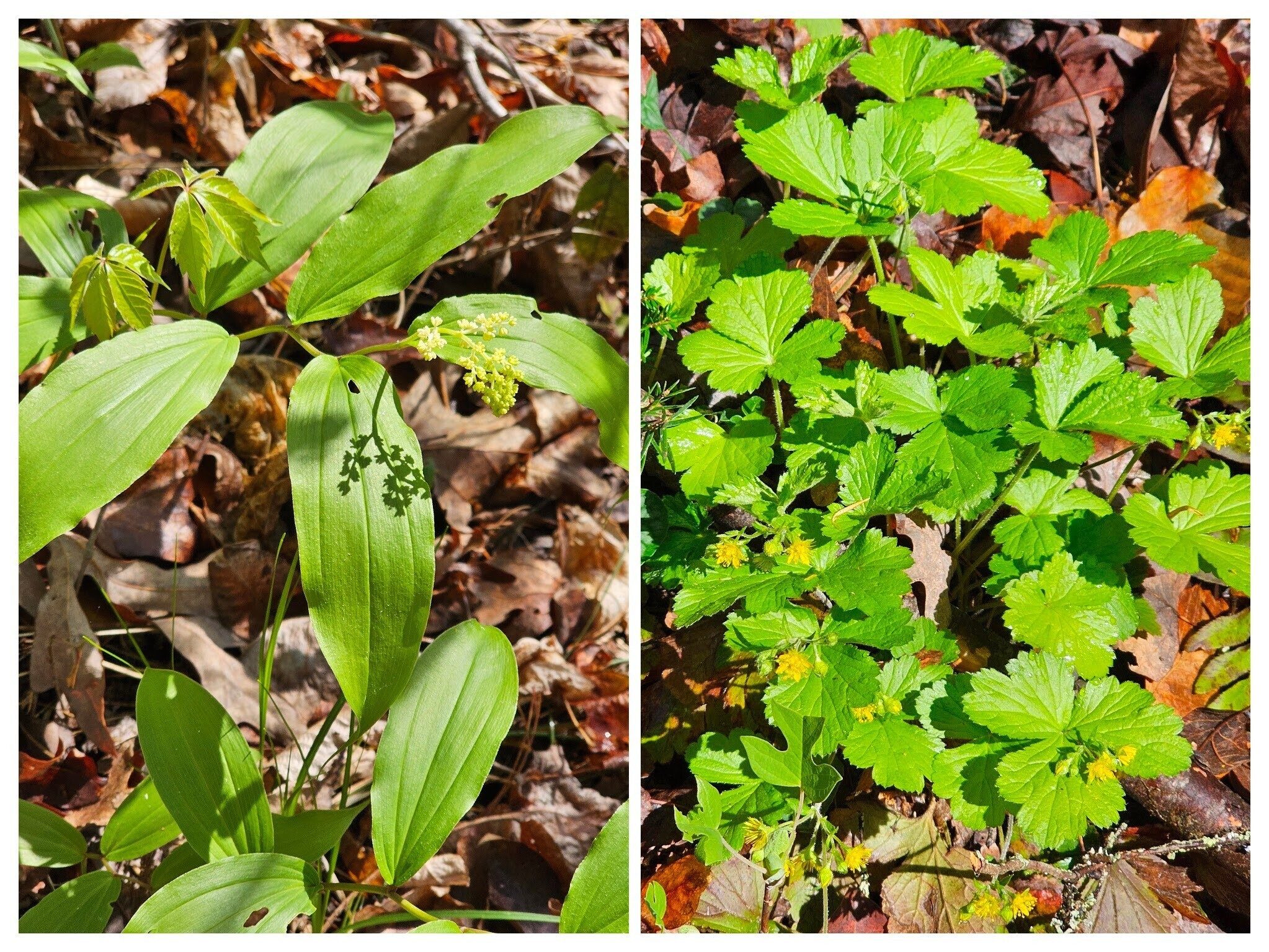 Left: False Solomon Seal; Right: Appalachian Barren Strawberry