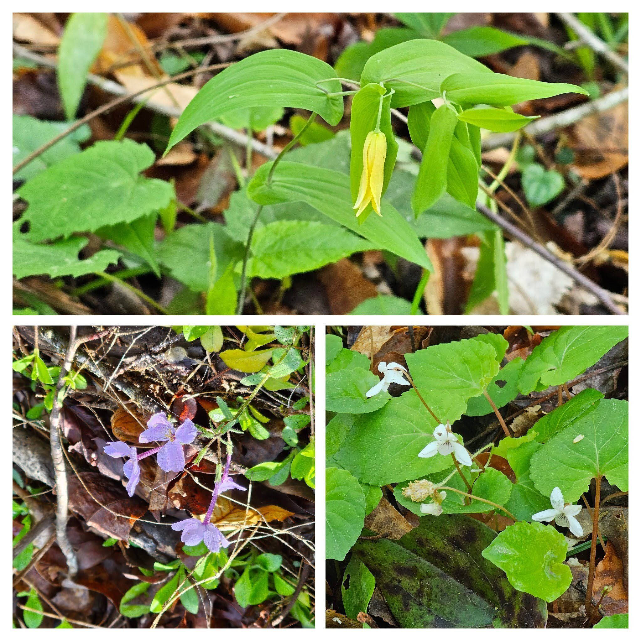 Upper: Perfoliate bellwort; LR: White wood violet; ; LL: Creeping phlox