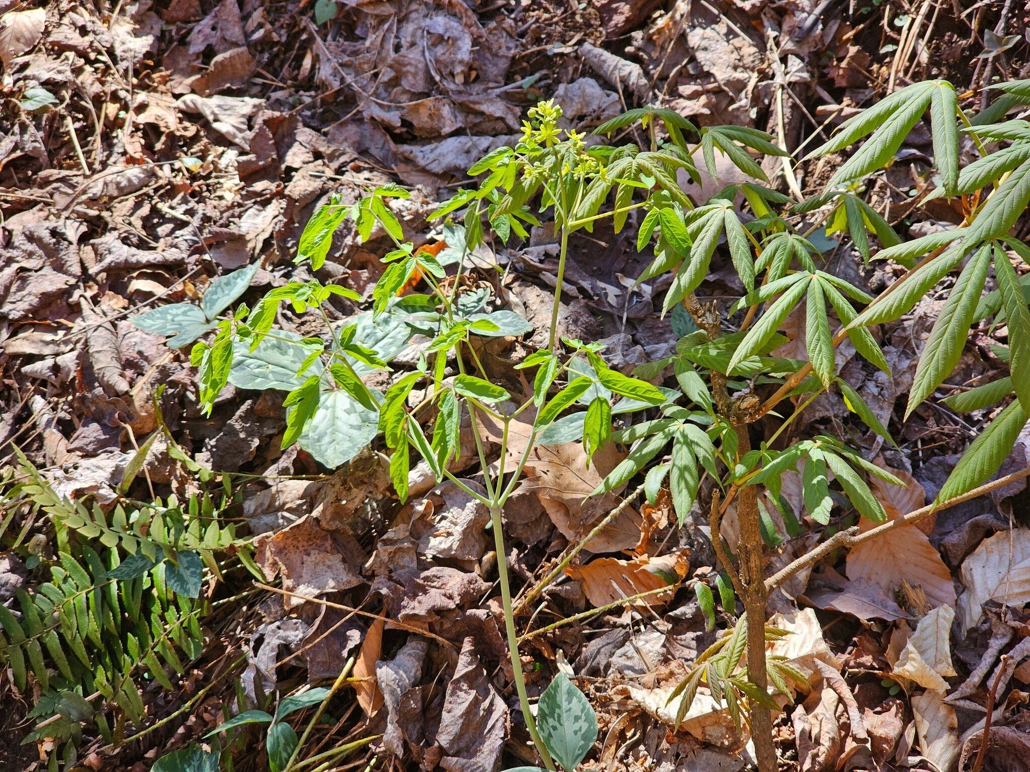 Beth McDonald spotted this Yellowroot in bloom among a cluster of young Buckeyes.
