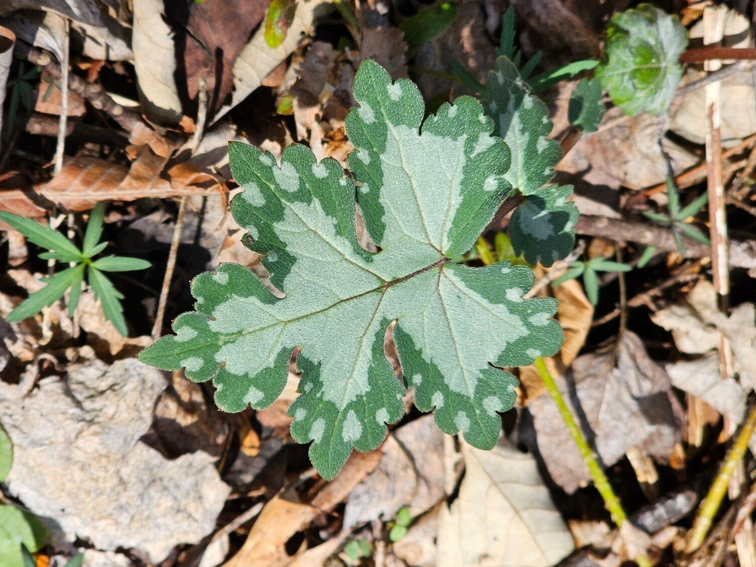 Aren't these Eastern waterleafs striking?