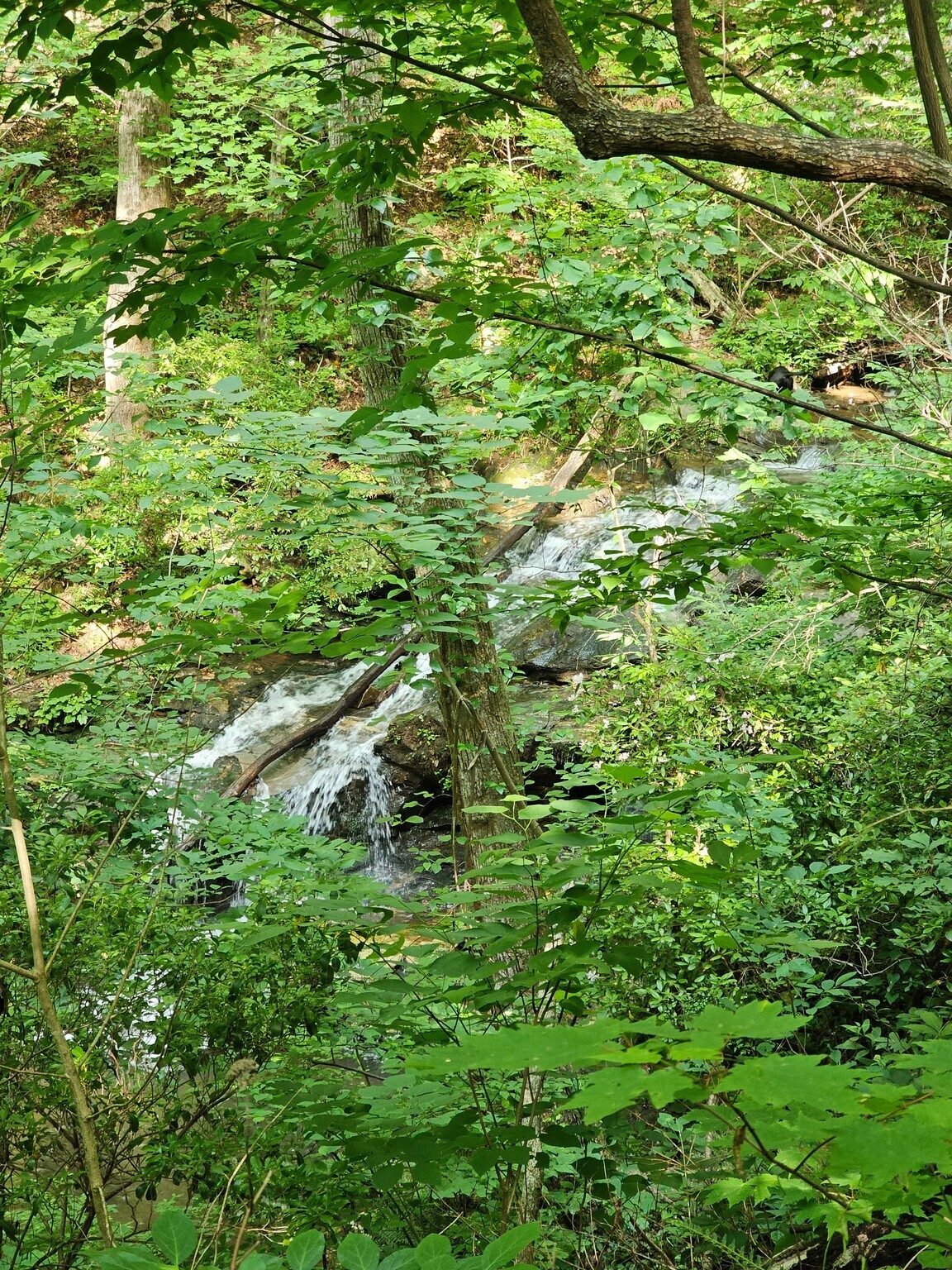 The bottom of Trailside Falls could be seen from the trail, but not reached.