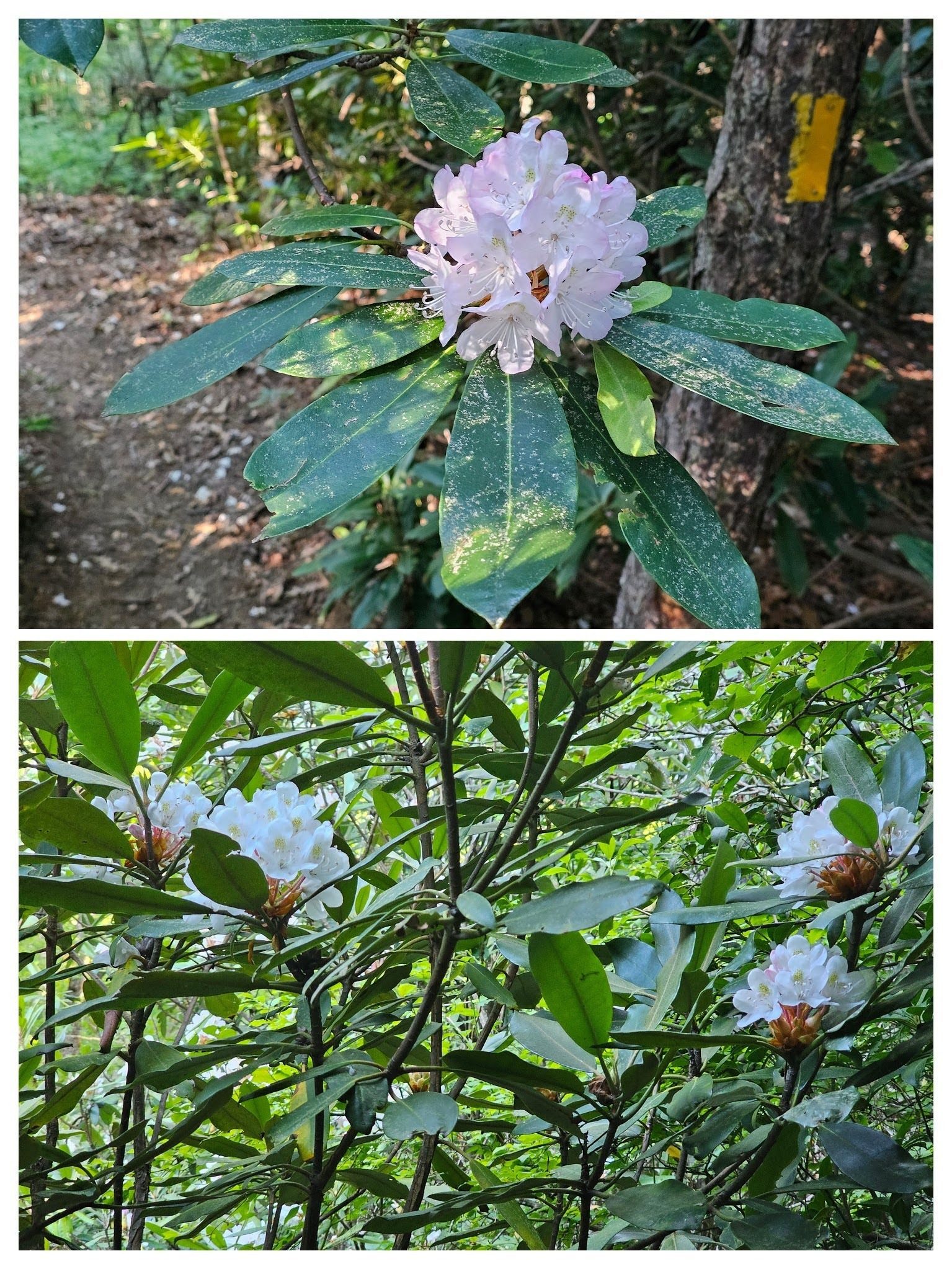 We saw a fair amount of Rhododendron today, but it was beginning to fade and drop its petals on the trail.