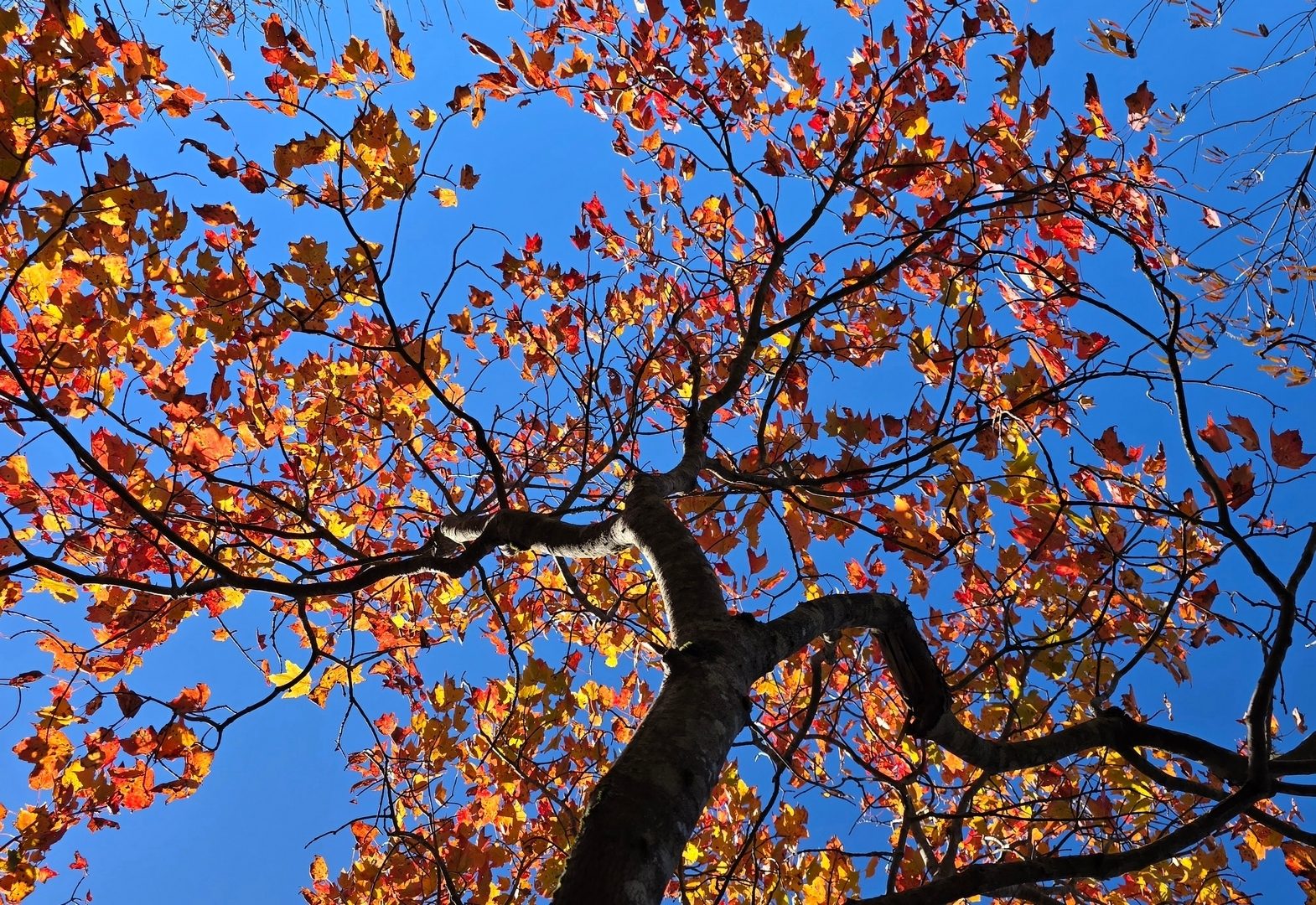 Nice orange-reds in this Maple.  Photo by Jane Voss.