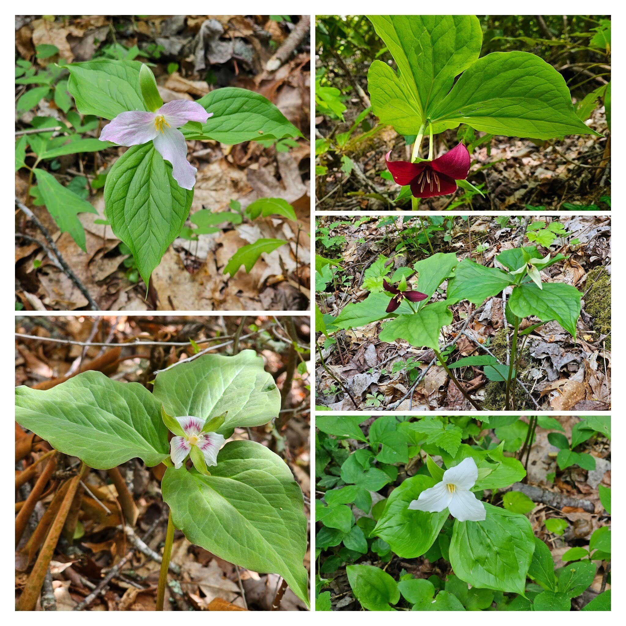 So many varieties of Trillium.