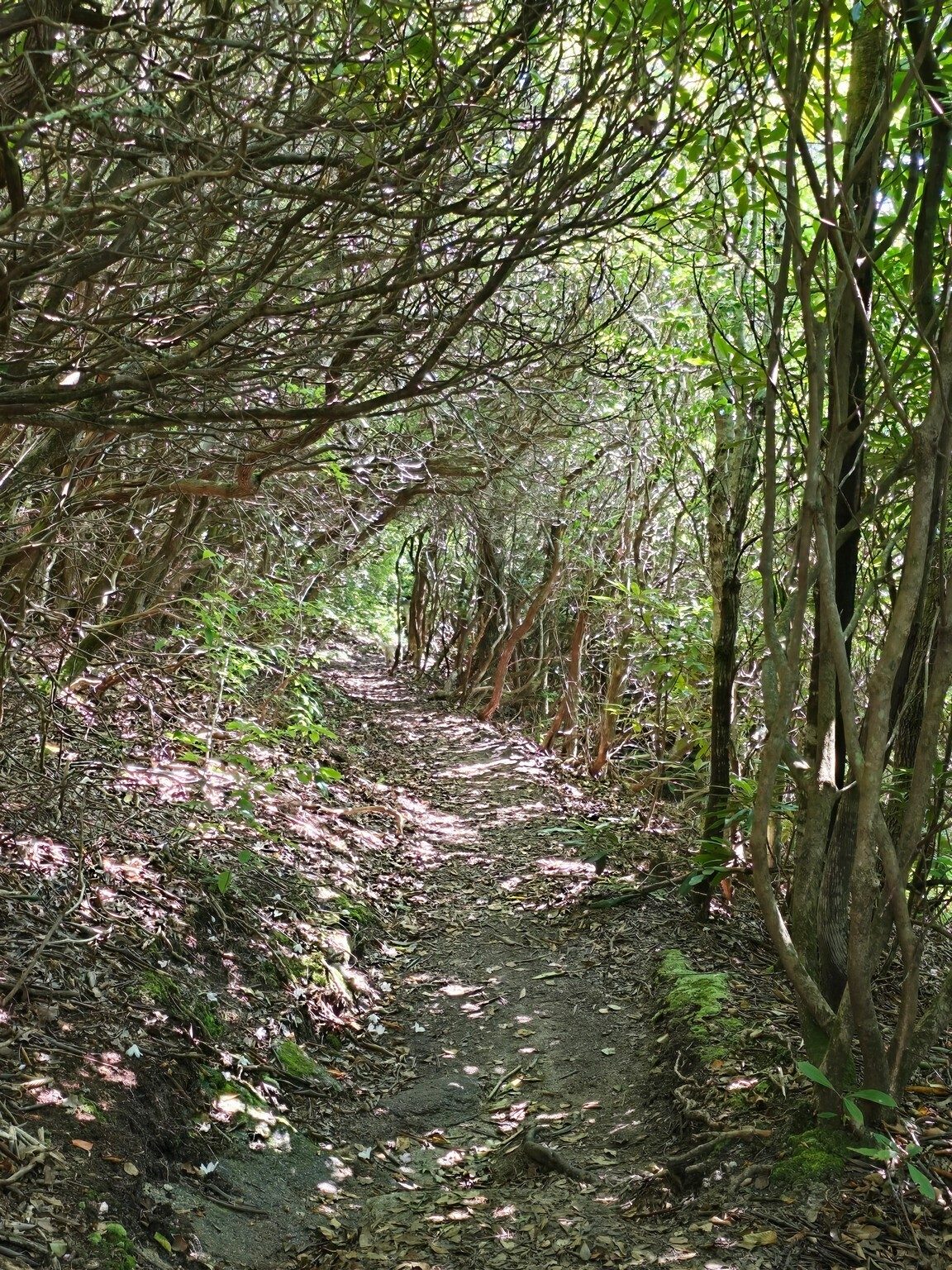 A nice rhododendron tunnel to keep us cool.  Photo by Jane Voss.