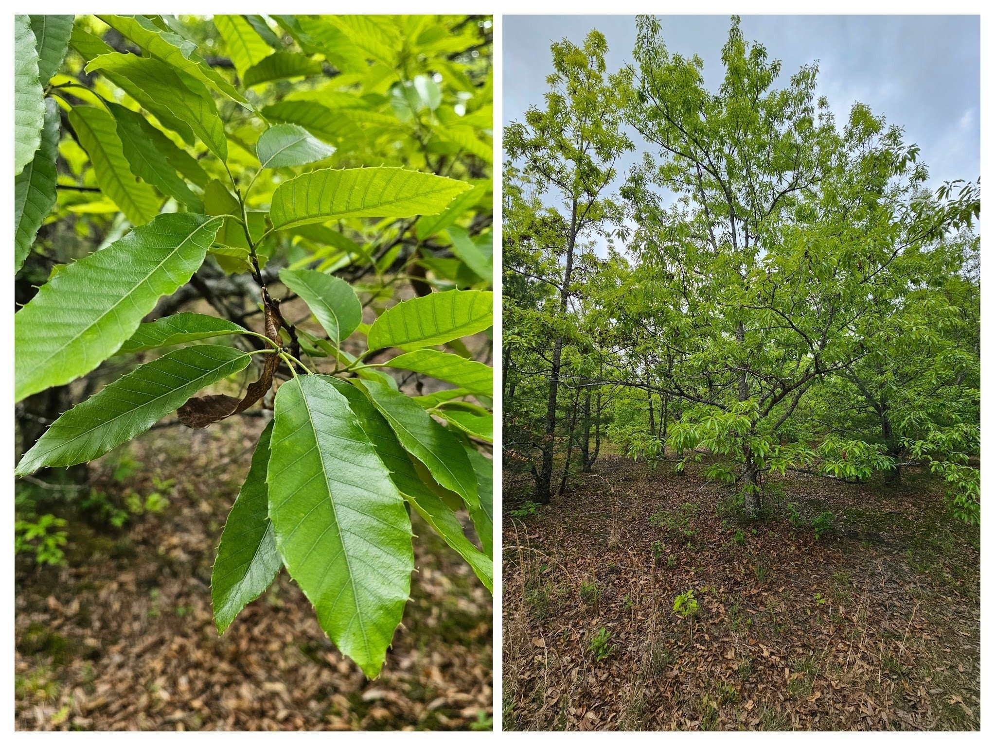 A grove of Sawtooth oak at the end of our hike considered by some as potentially invasive since they are not native plants.