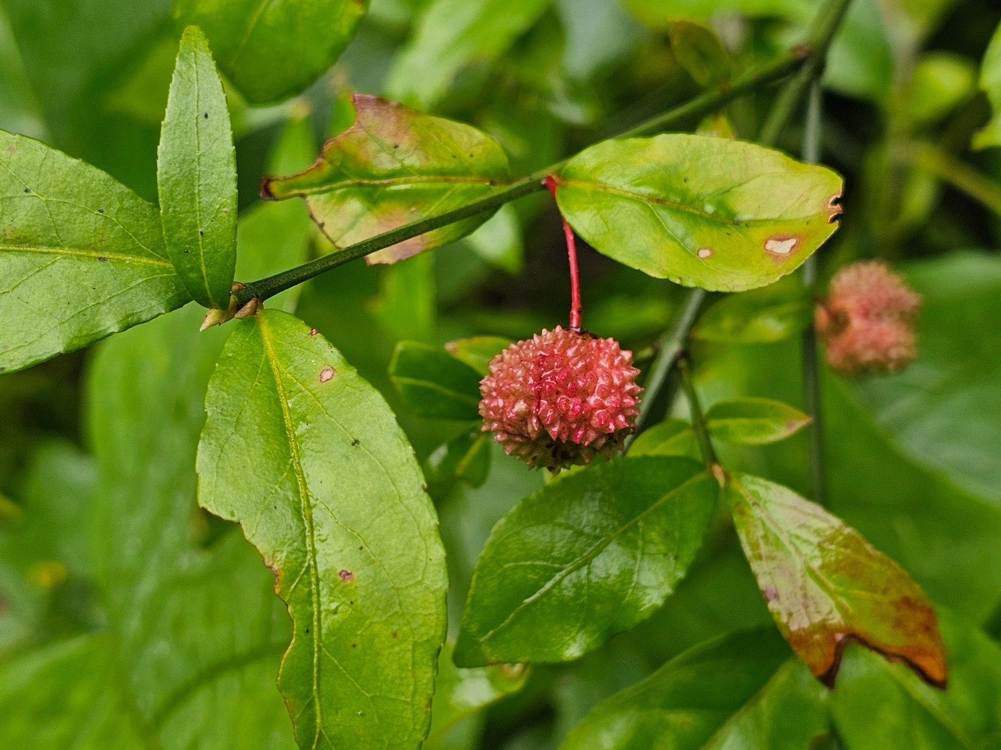 This fruit of Bursting-heart is an eye-catcher.