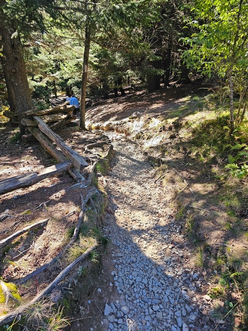 After hiking much of the day in the sun, it was nice to pass through the high shade of the Art Loeb Trail on our way back.