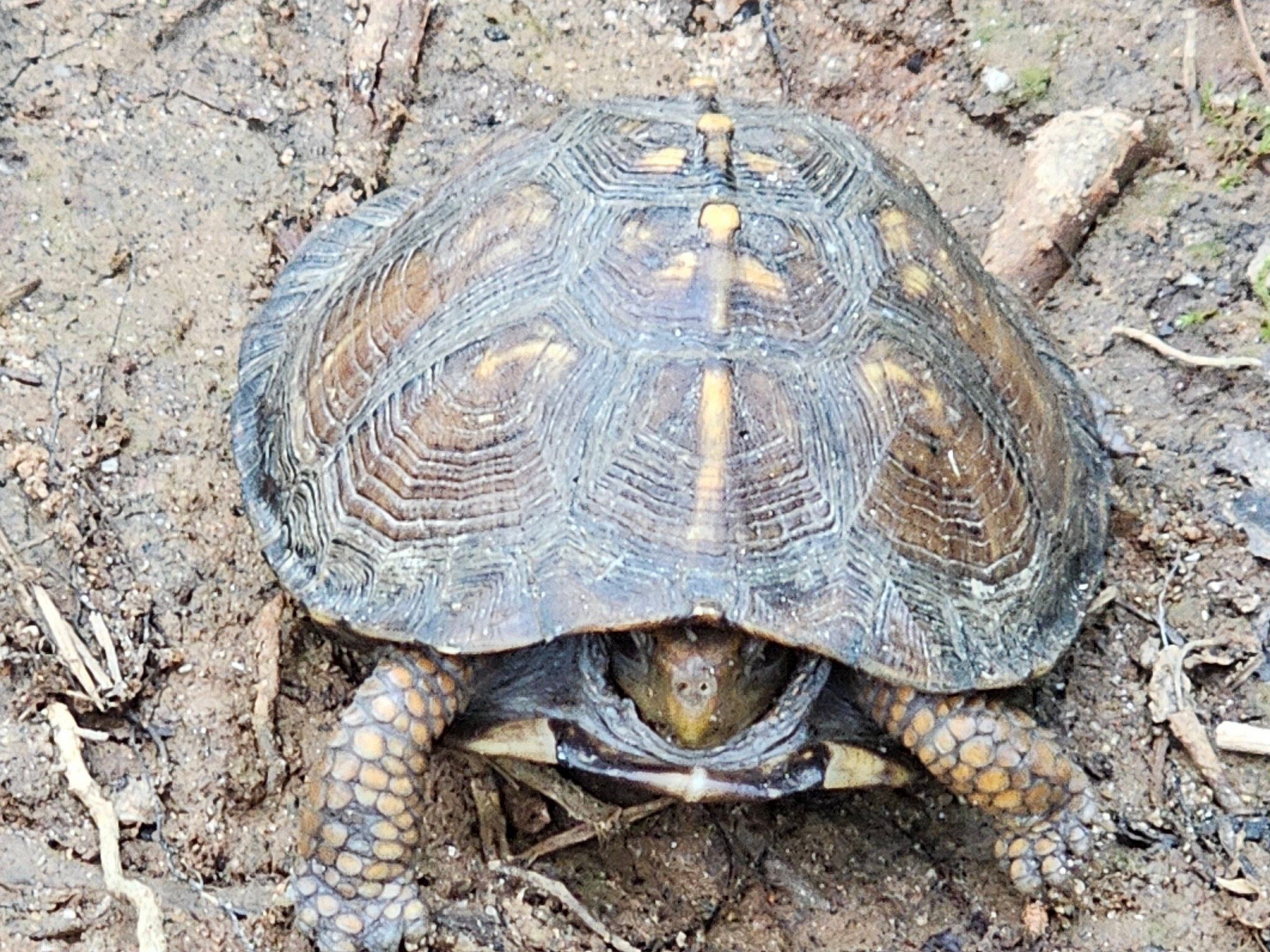 Almost missed this box turtle on the trail as we finished our hike.