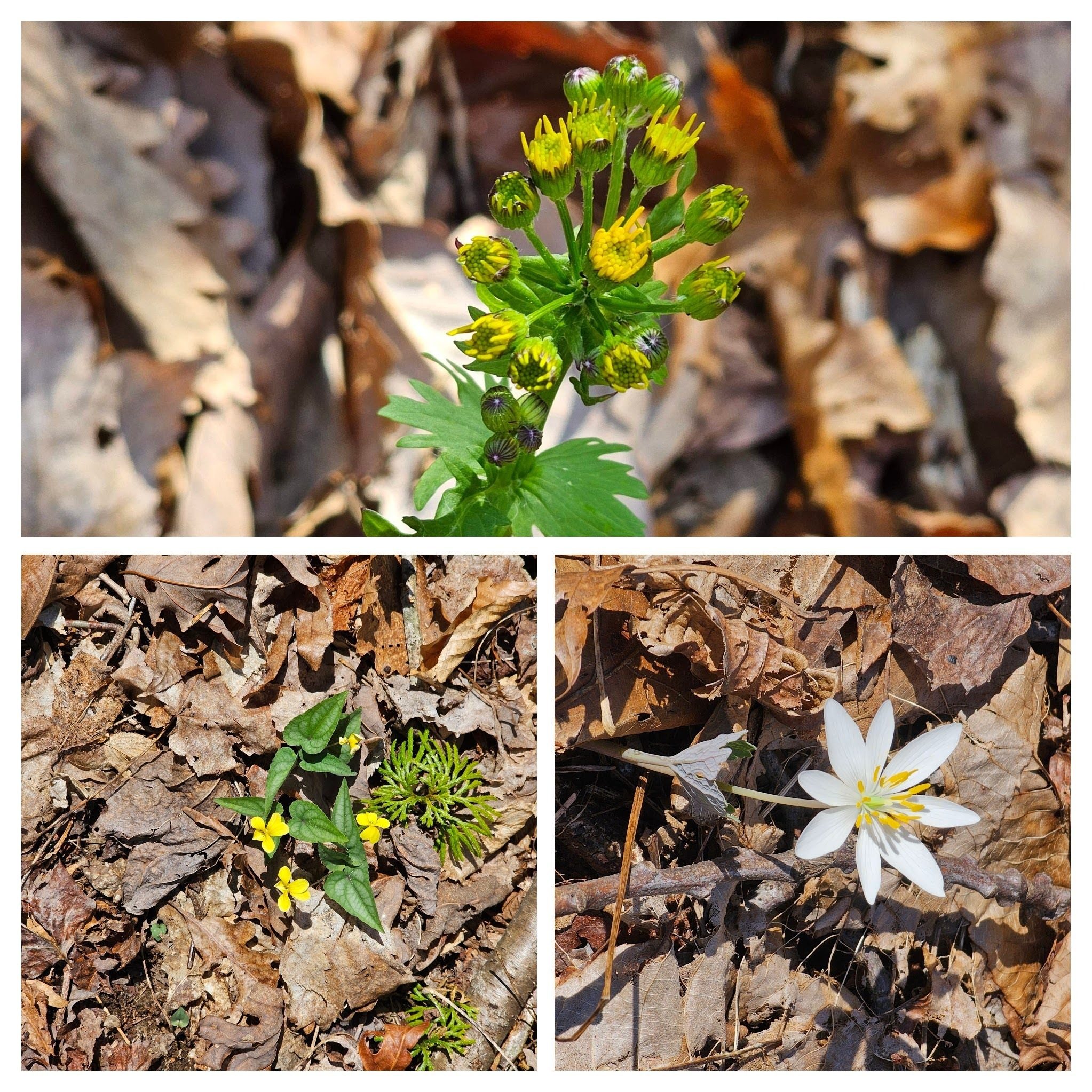 Other wildflowers, too.  Top: Buttercup ???; LL: Halberd-leaved violet; LR: Bloodroot.