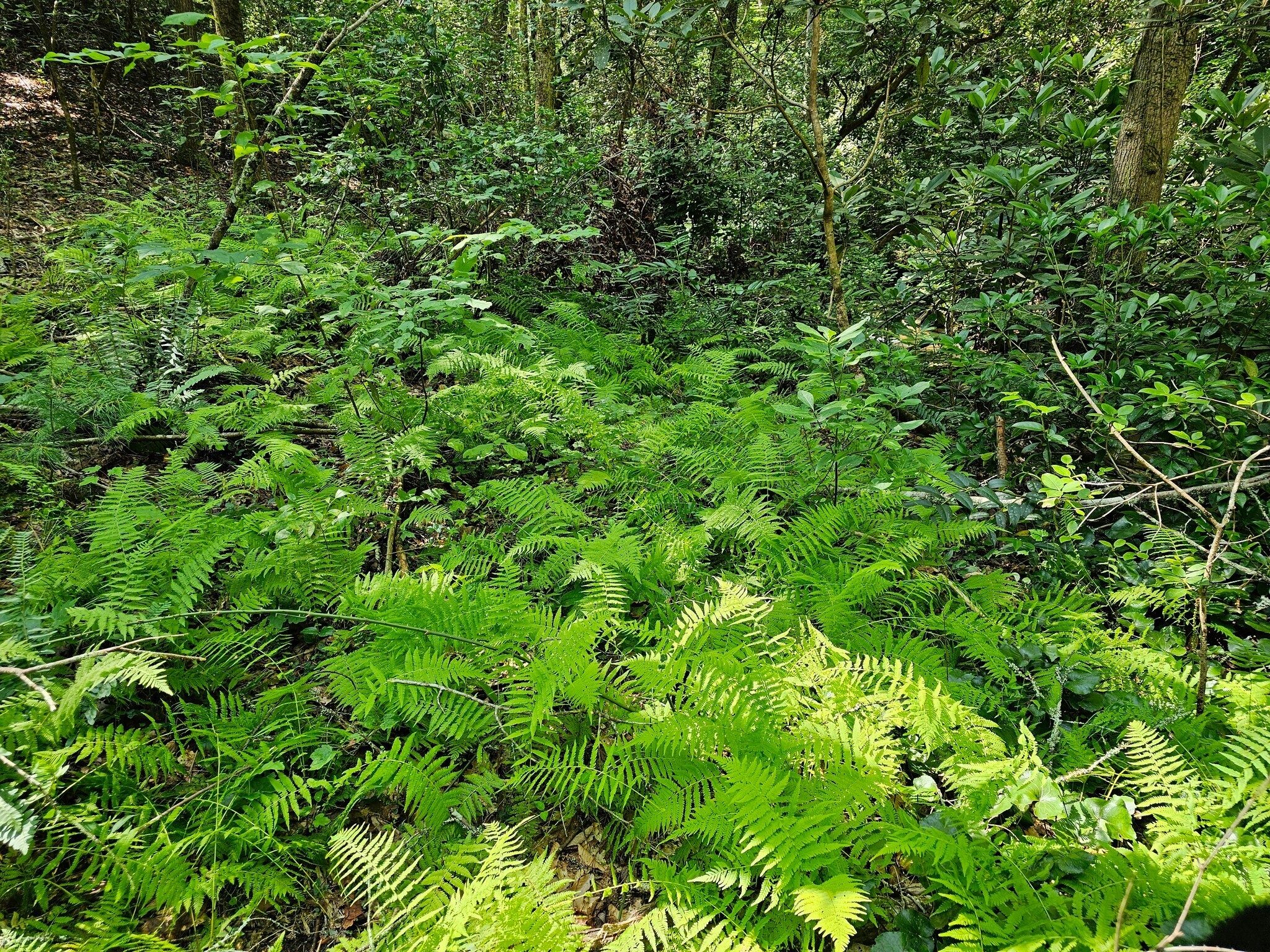 In some cases we just guessed at the path looking well ahead and checking our GPS track.