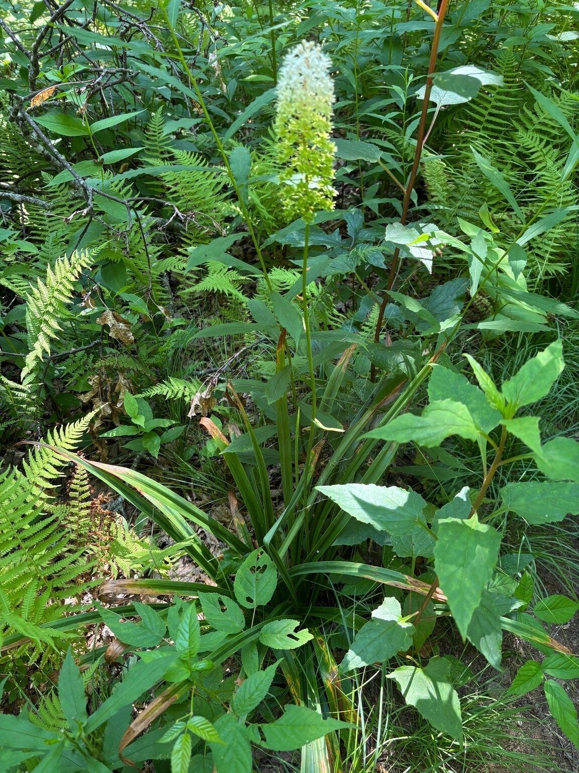 Heather spotted and took a pic of this Fly Poison wildflower near  the Bartram & Hickory Knut Trail Intersection.