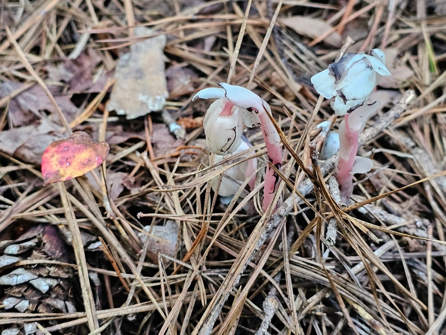 Indian pipes are always an eye-catcher.