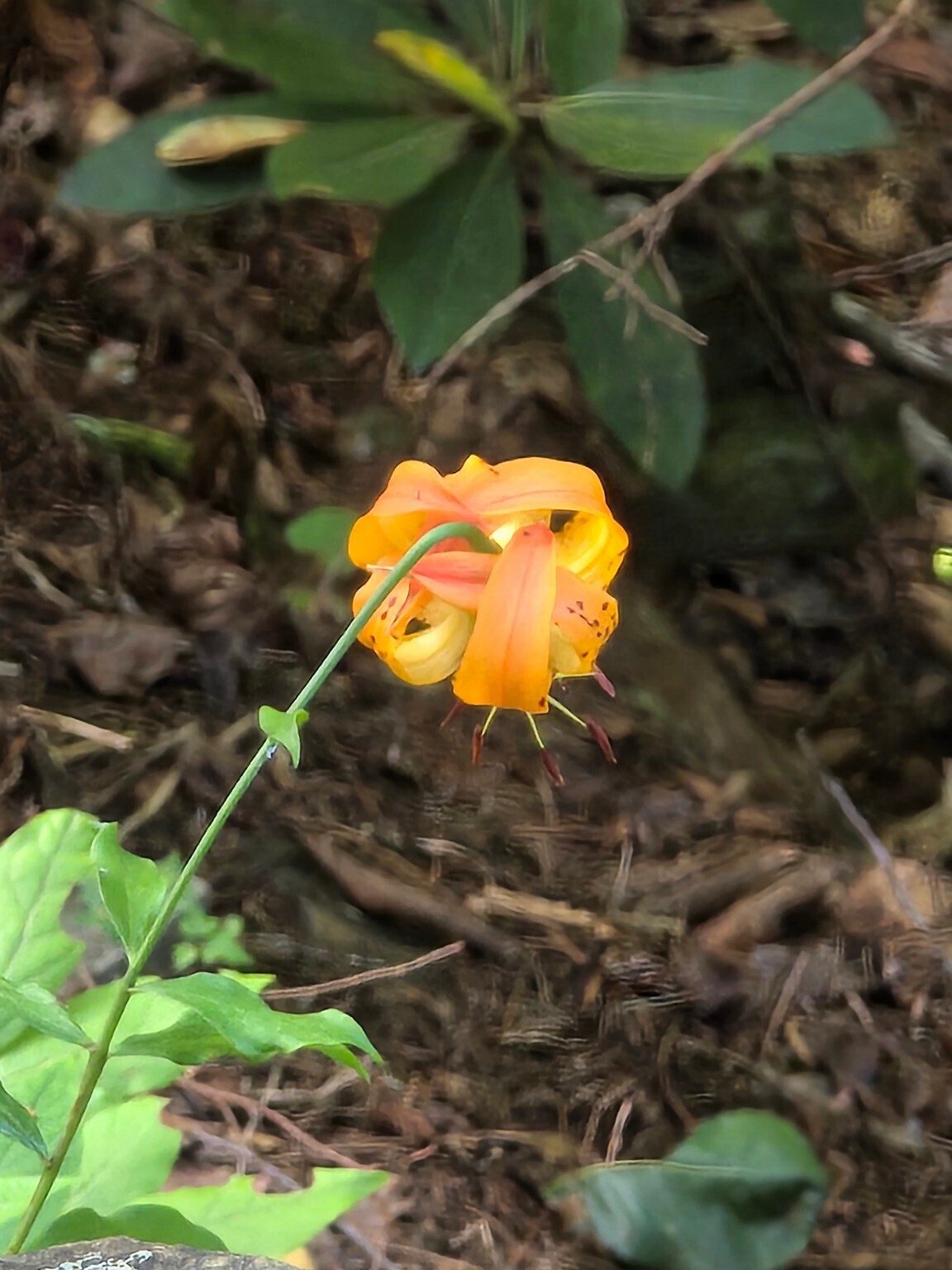 This single example of a Carolina lily was spotted just off the trail.  Photo by Jane Voss.