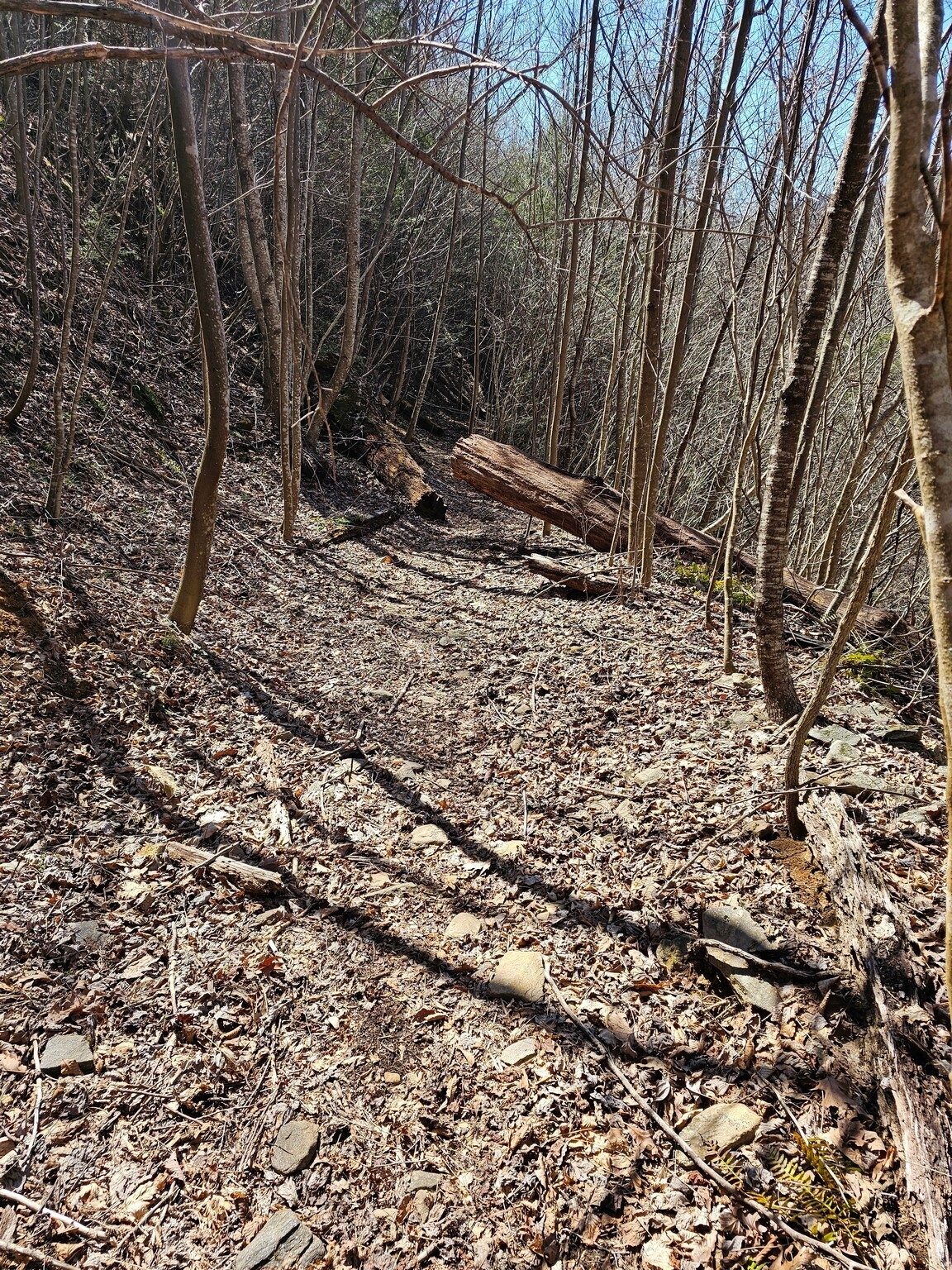 We are on the official Logan Turnpike Trail which is a bit easier on the feet, but still with plenty of rocks, blowdowns and active drainage down the middle of the trail.