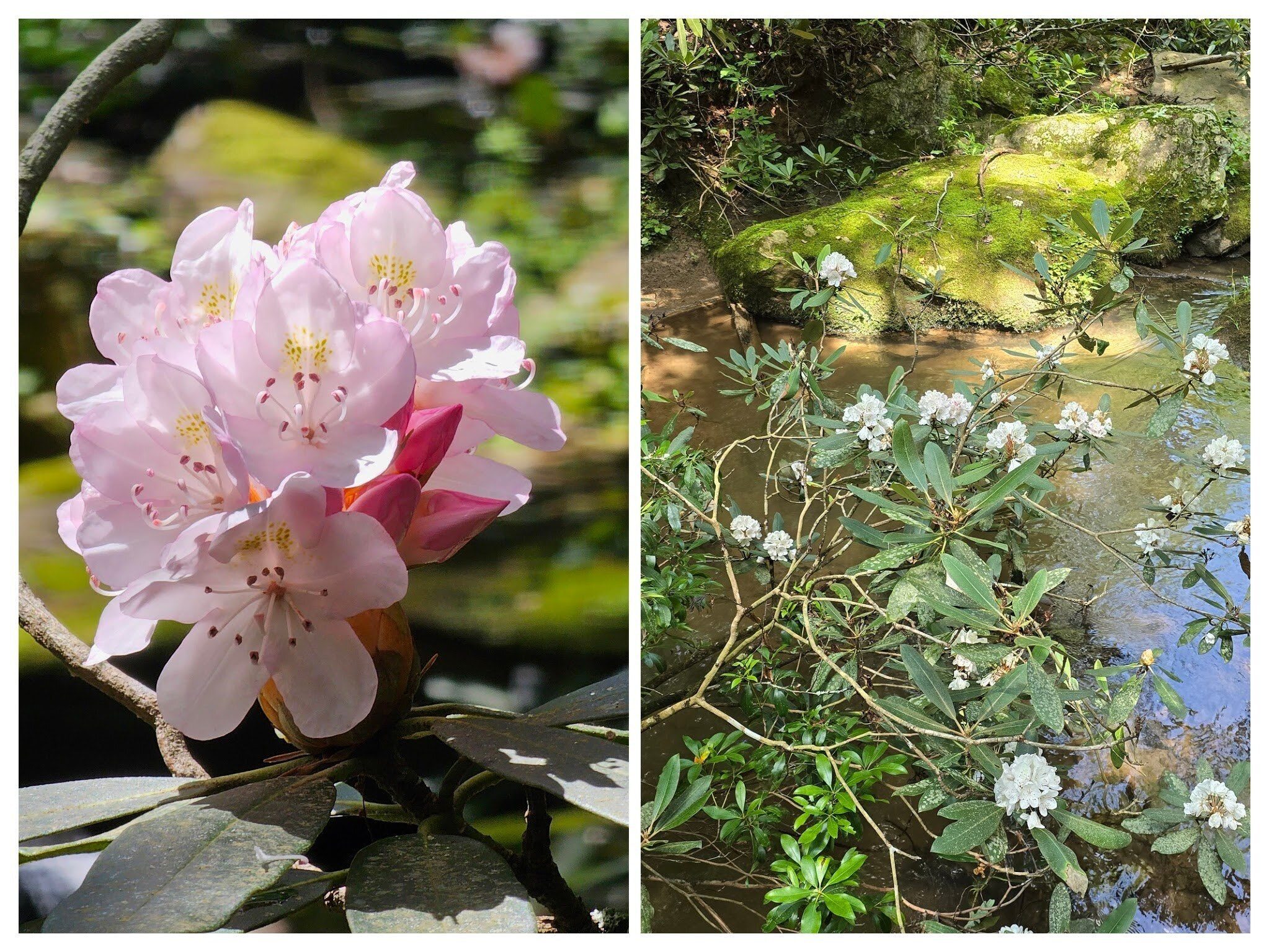 Rhododendron still in bloom at the base of Homestead Falls.  Right photo by Jane Voss.