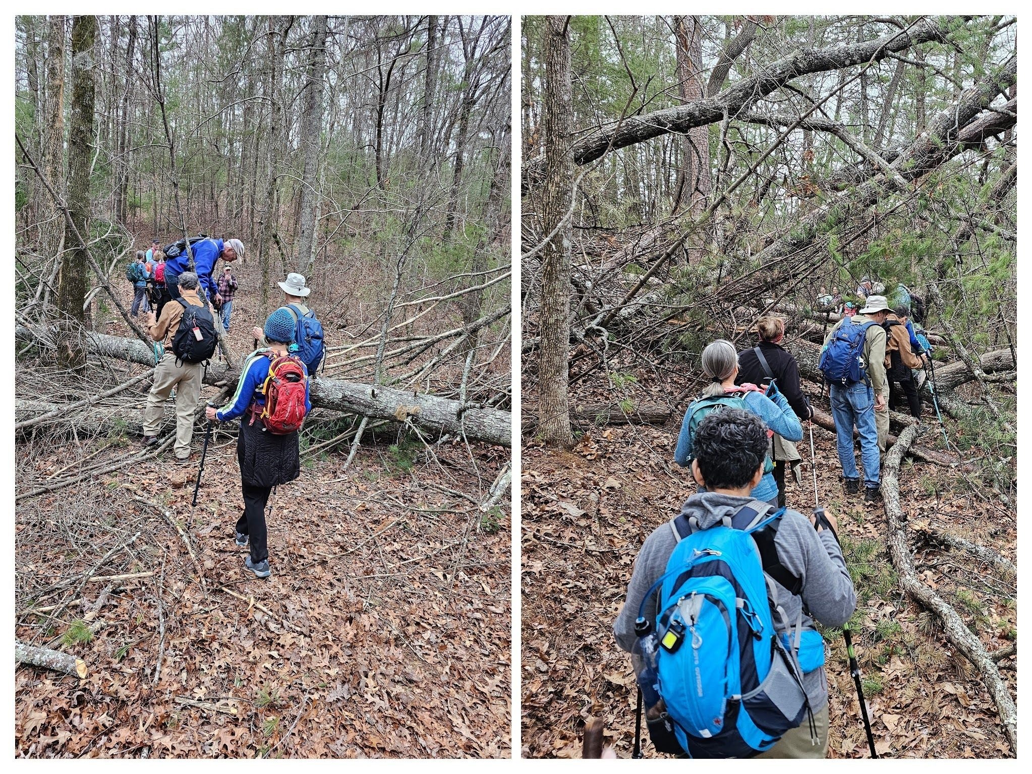 This section also had a couple of very large blowdowns to get through.