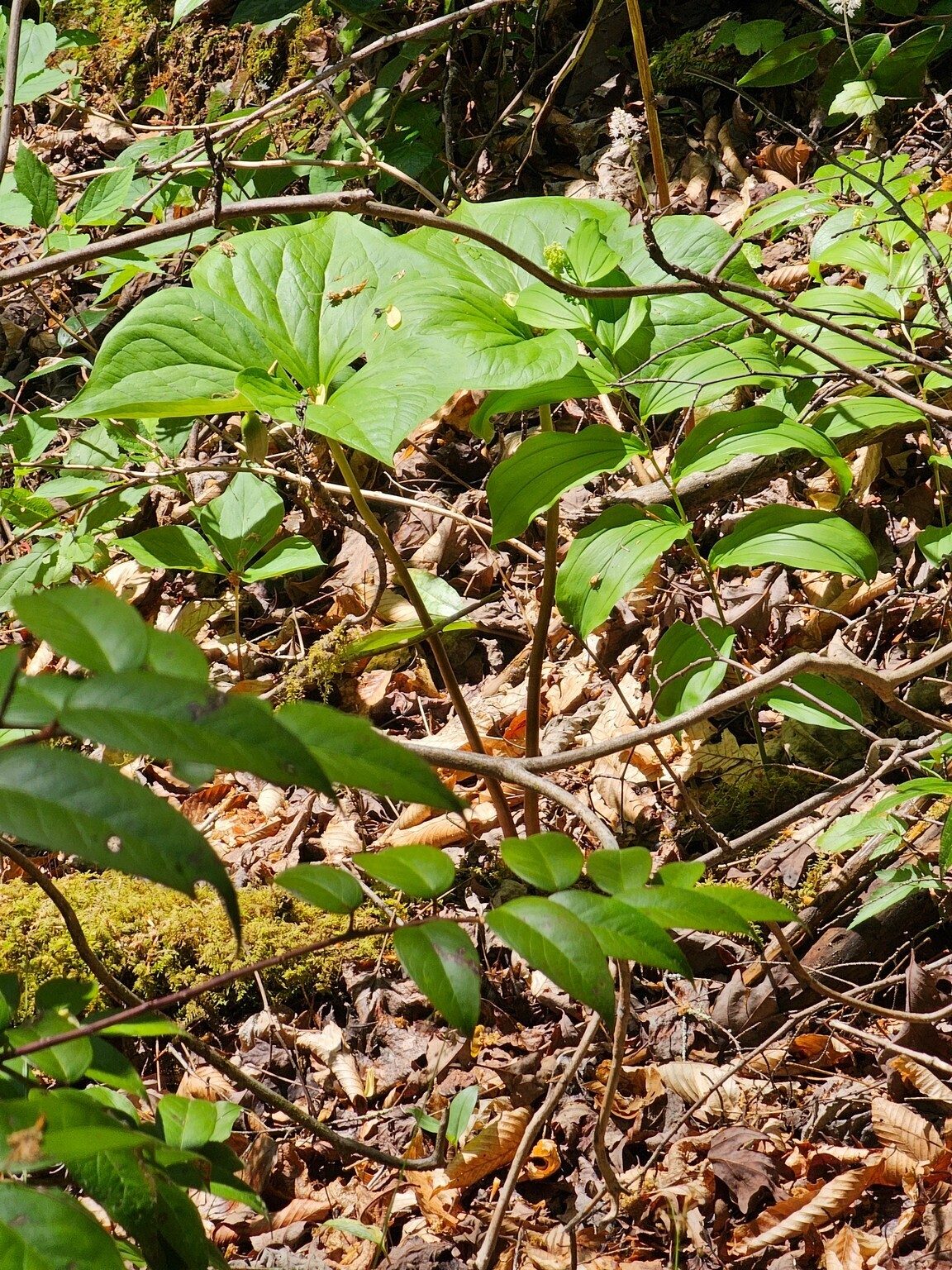 Spotted down the embankment: a very large Trillium about to bloom with the 3-leaf width estimated at 12-15 inches each and bud below leaves ???.