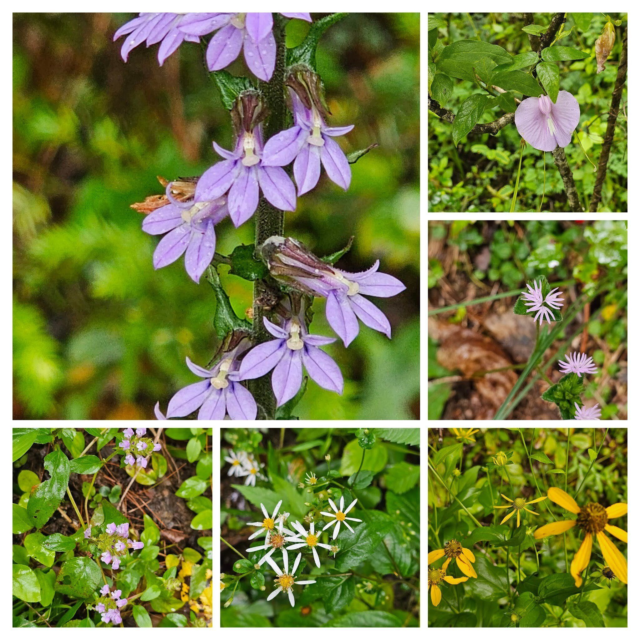 From 10 o'clock clockwise: Lobelia, Butterfly pea, Elephant's feet, Coneflower, White heart-leaf Aster & Heal-all.