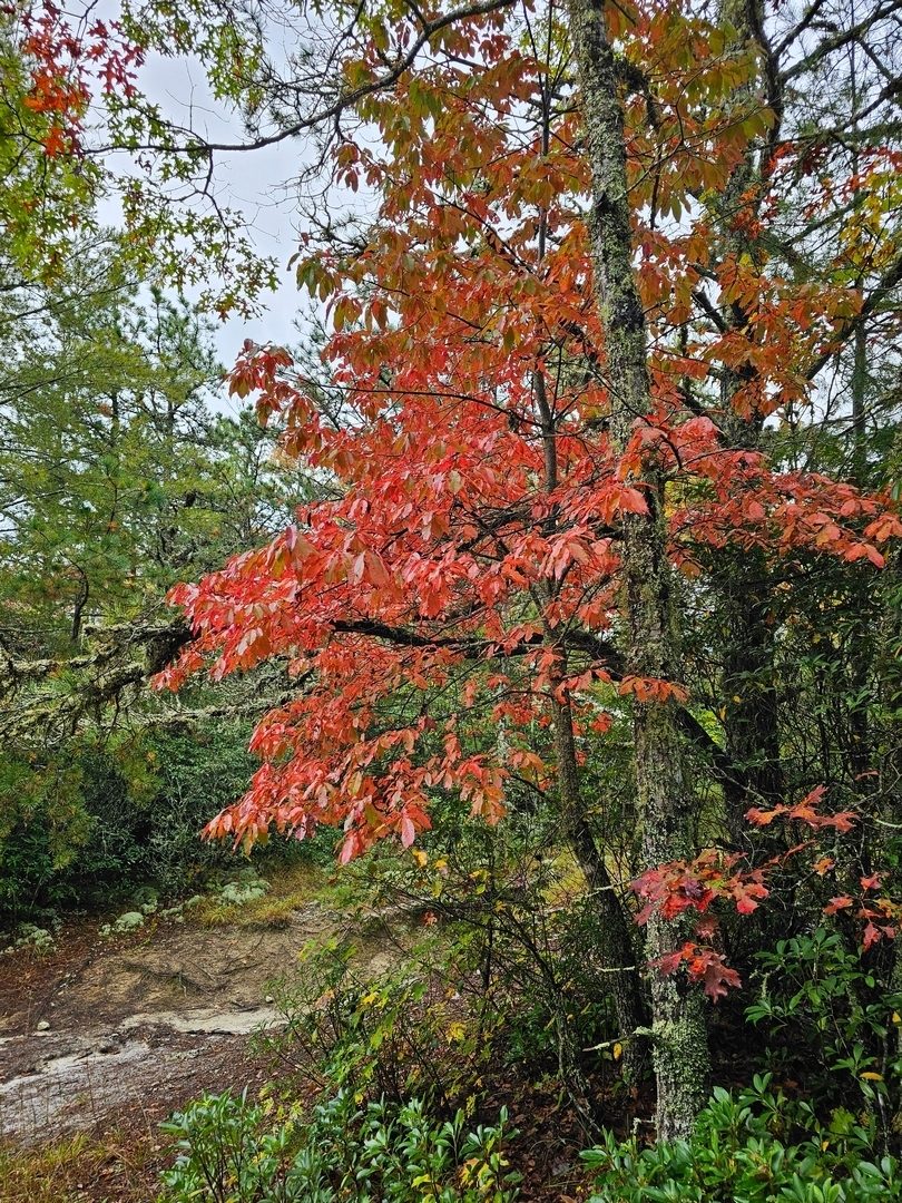 This Black gum or Black Tupalo was a standout just a bit further down the trail.