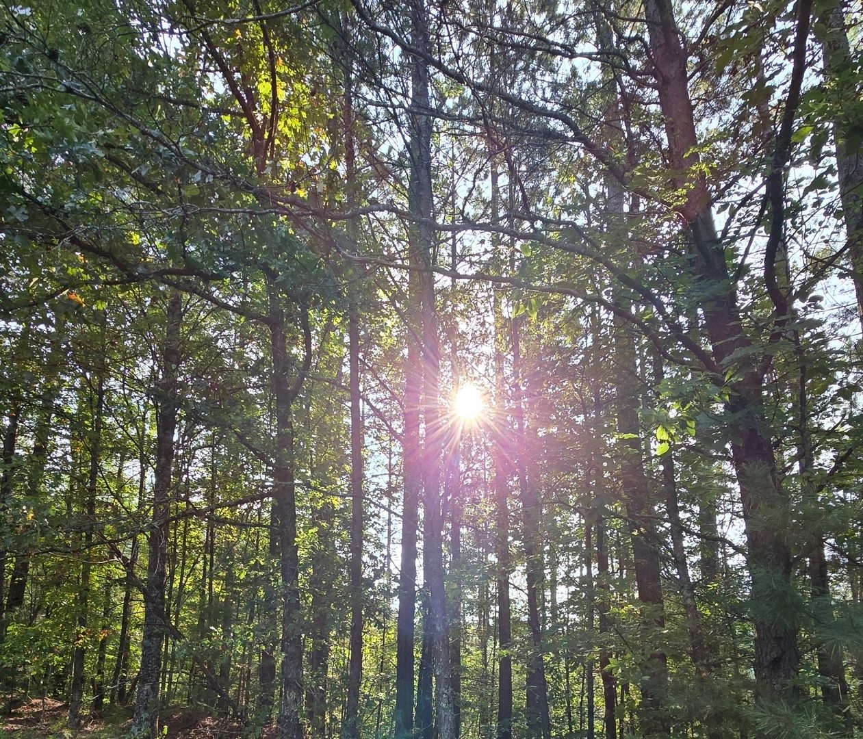 Jane Voss caught this picture of the sun shining through the pine forest.