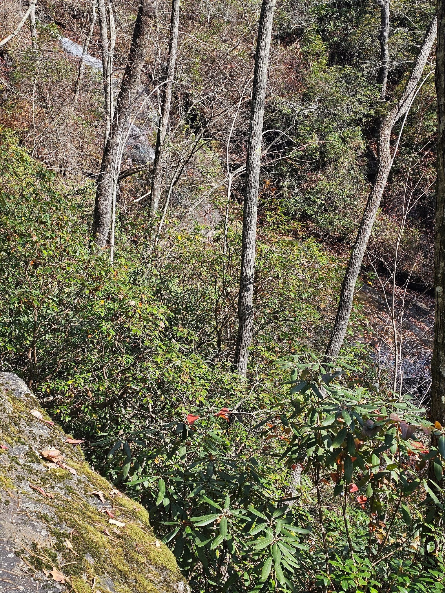 Not so impressive today, Miuka Falls from a large rock outcrop above it.  We did no risk the very steep, leaf covered scramble down to the base of the falls to get a better view.