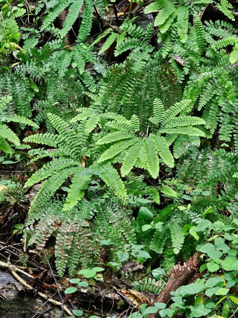 A hillside along the trail was covered by these beautiful Maidenhair ferns.