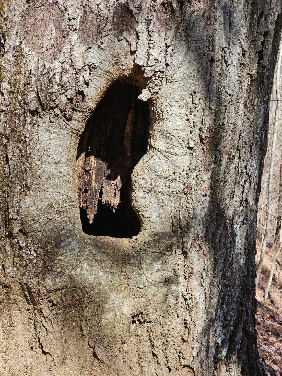 The last time we passed by this tree, a squirrel was demanding a "toll" of nut per hiker passing by.