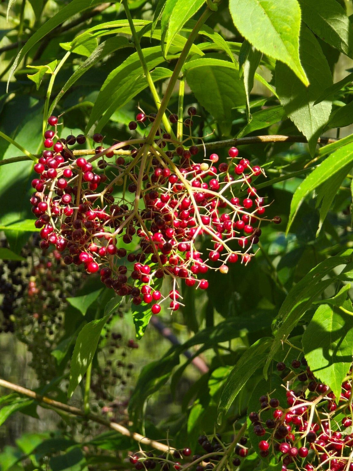 Jane Voss caught this eye-catching view of Elderberry berries.